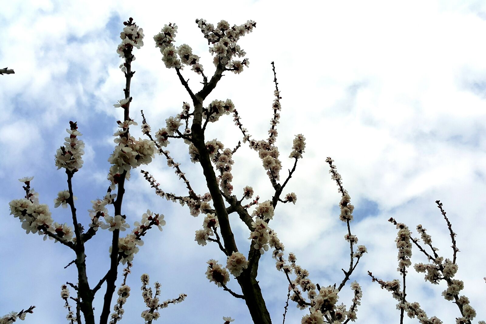 Samsung Galaxy Note4 sample photo. Blooming, flower, garden, nature photography