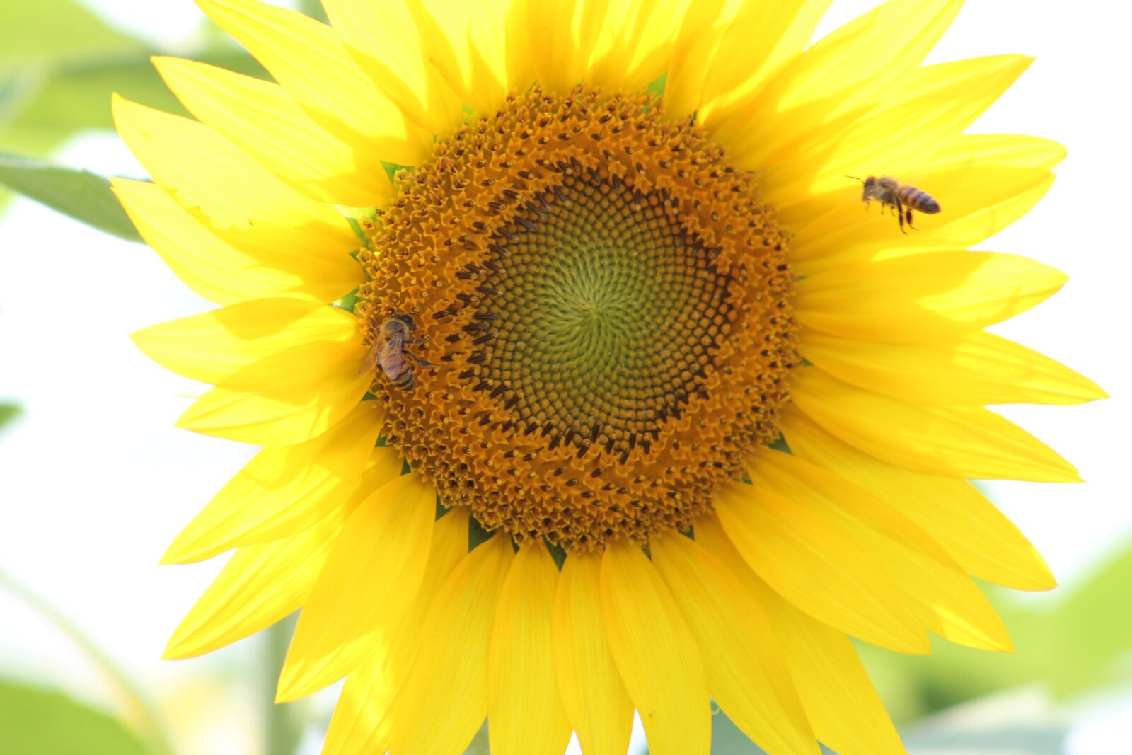 Canon EOS 1300D (EOS Rebel T6 / EOS Kiss X80) sample photo. Sunflowers, yellow, bees photography