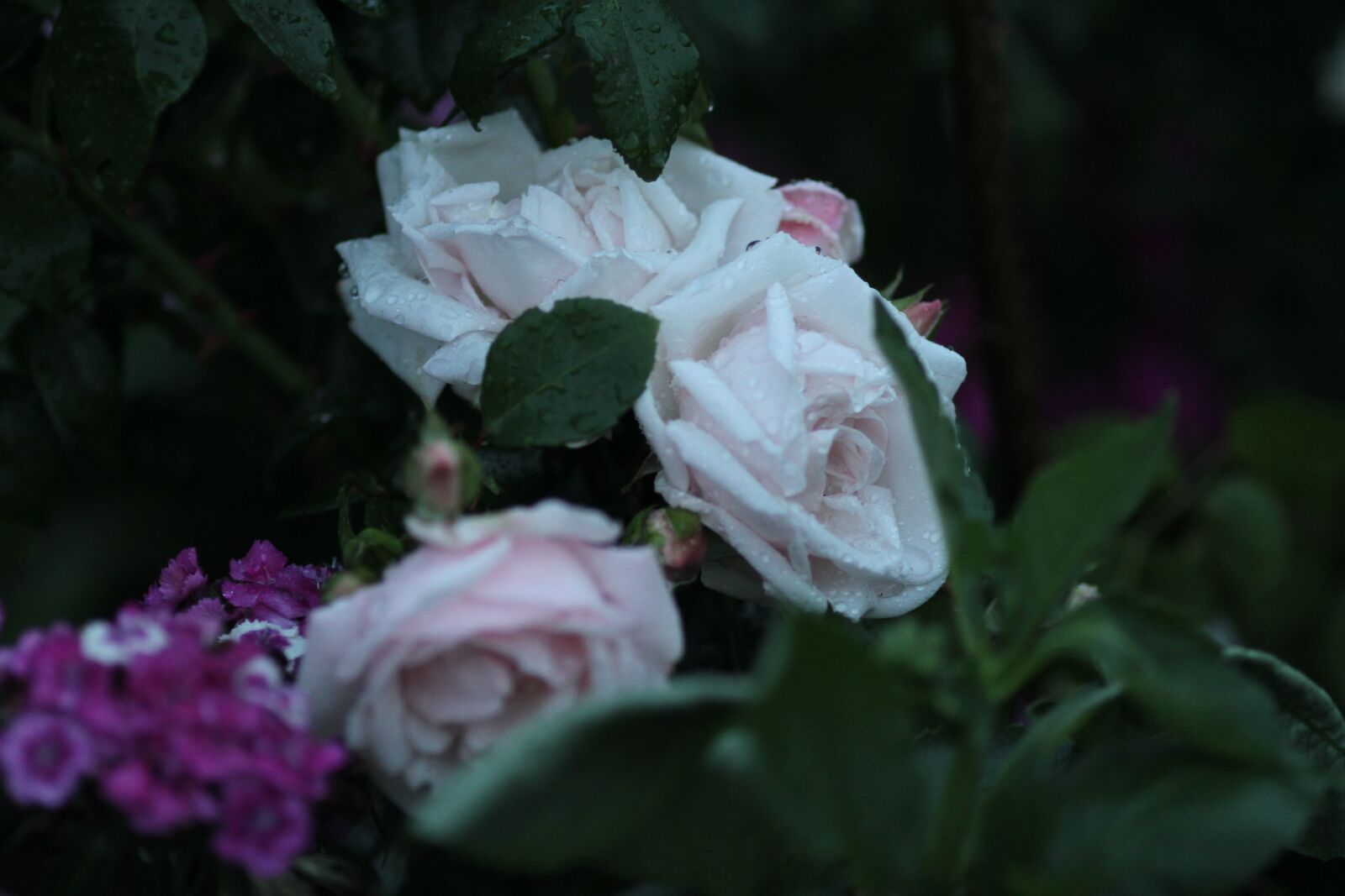 Canon EOS 7D sample photo. Flower, nature, plant photography