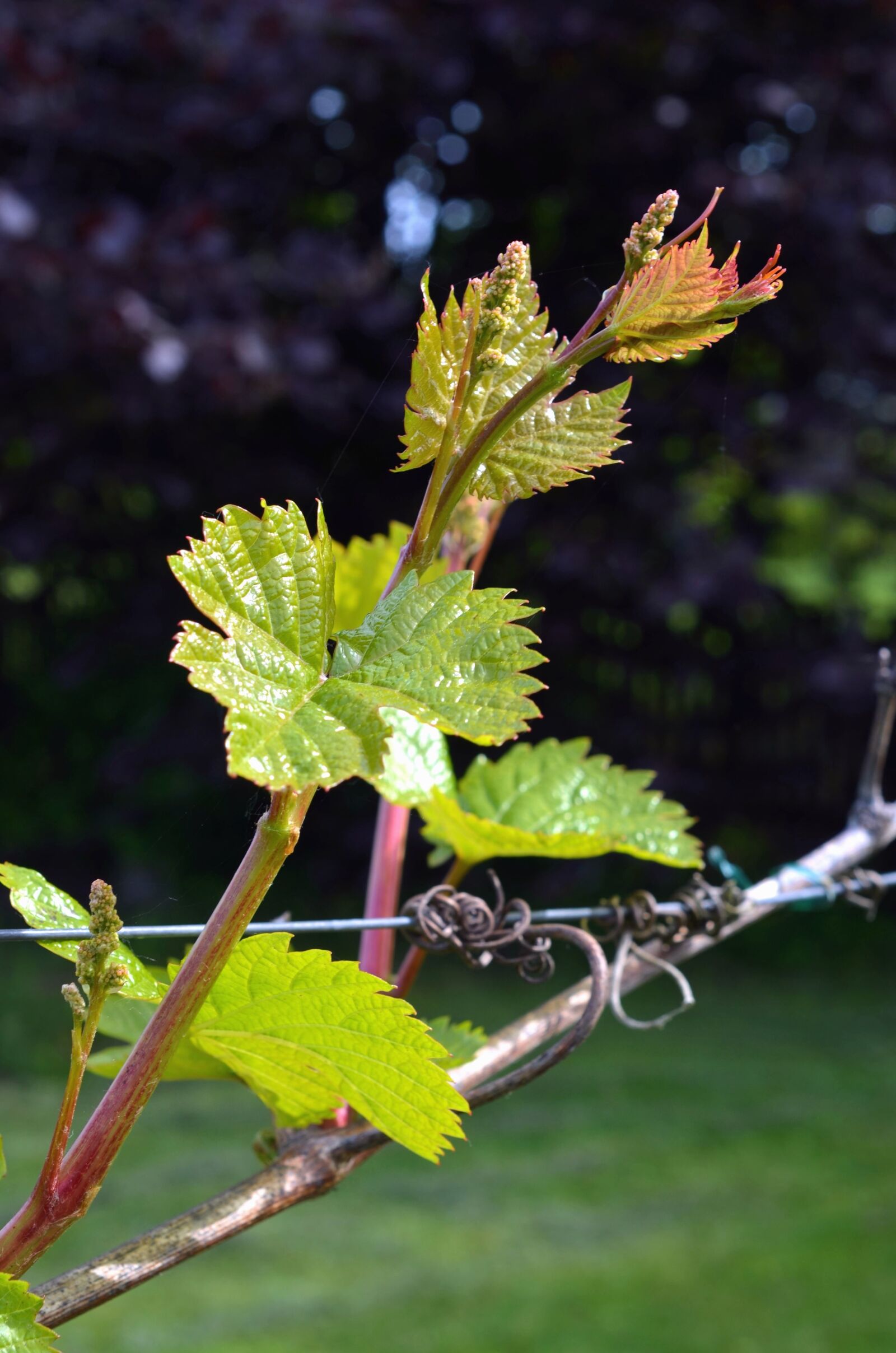 Nikon D5100 sample photo. Grapevine, leaves, fruit, spring photography