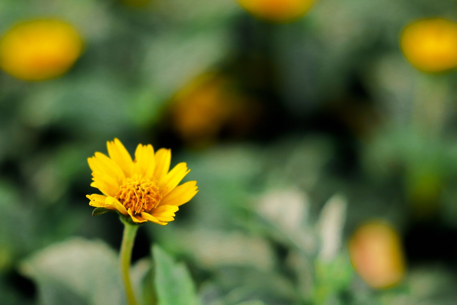 Canon EF 50mm F1.8 STM sample photo. Flower, background, nature photography