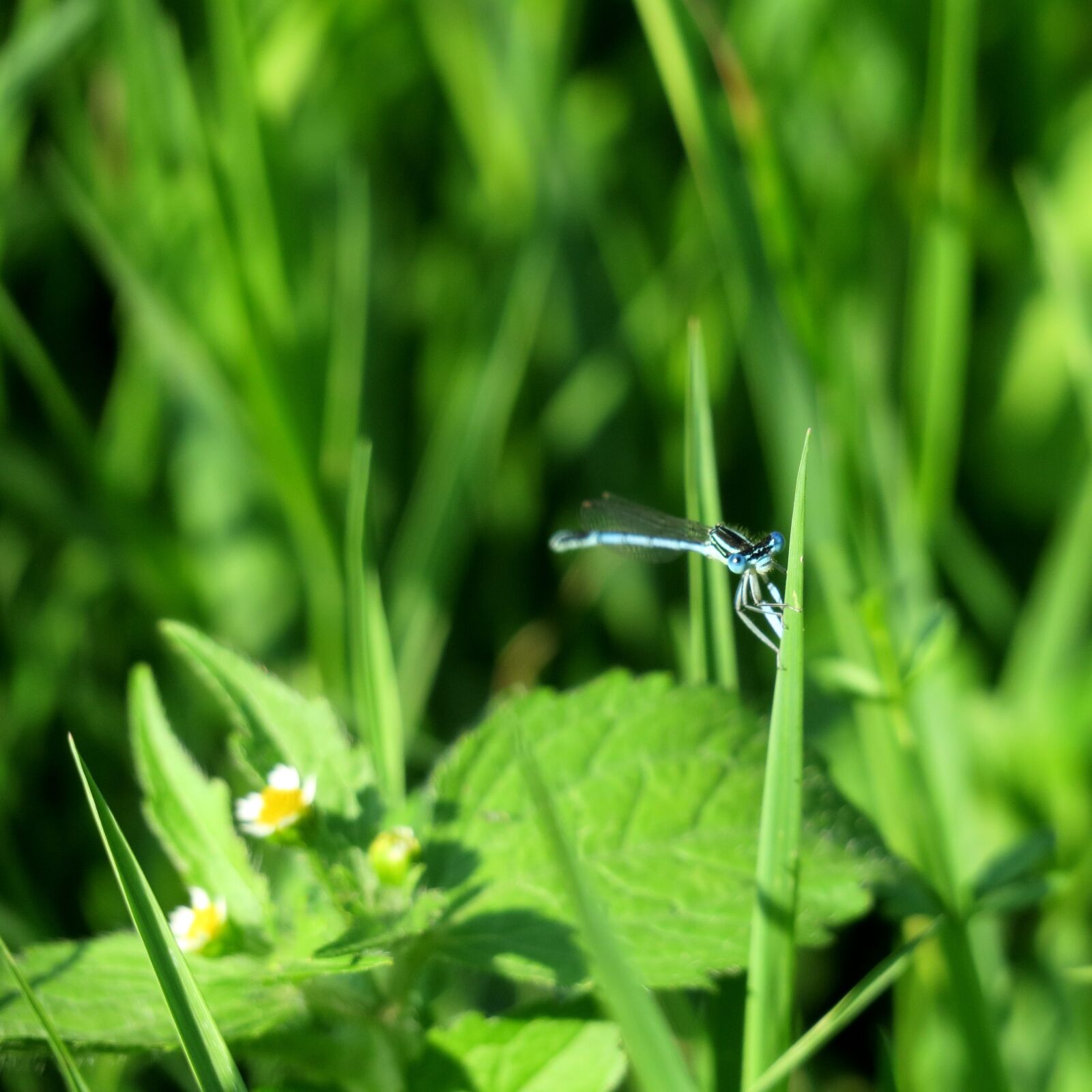 Canon PowerShot G3 X sample photo. Azure bridesmaid, dragonfly, blade photography