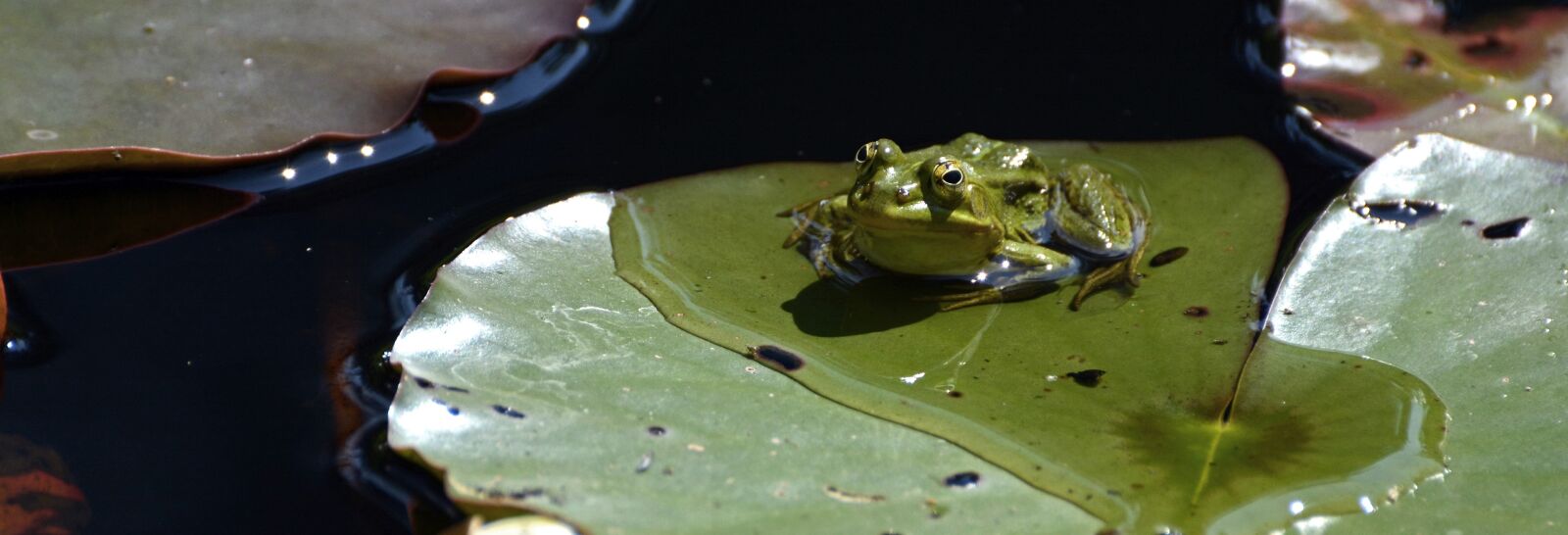 Nikon D7100 sample photo. Frog, pond, water photography