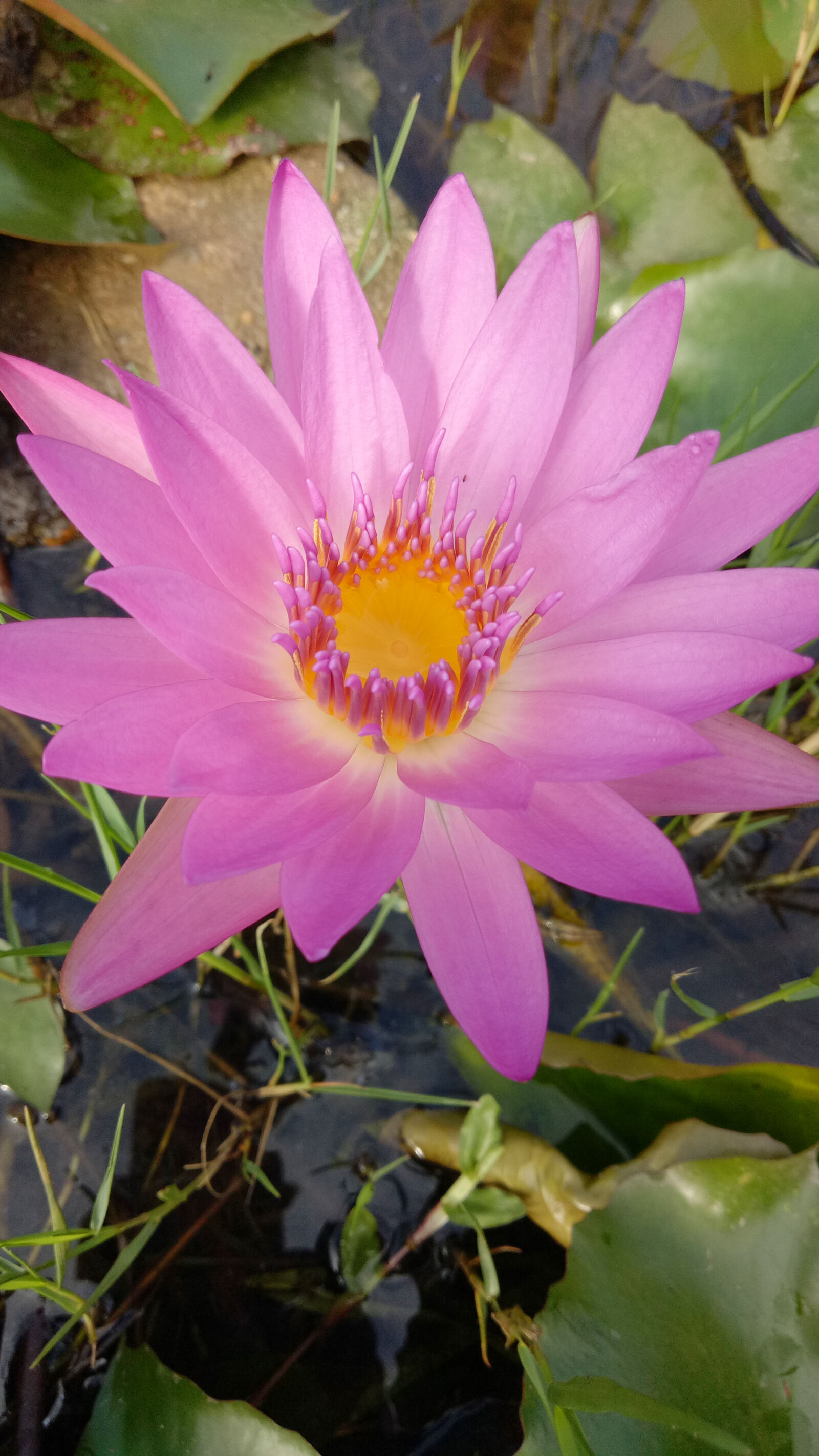OPPO A59M sample photo. Lotus, purple, lotus, sleeping photography