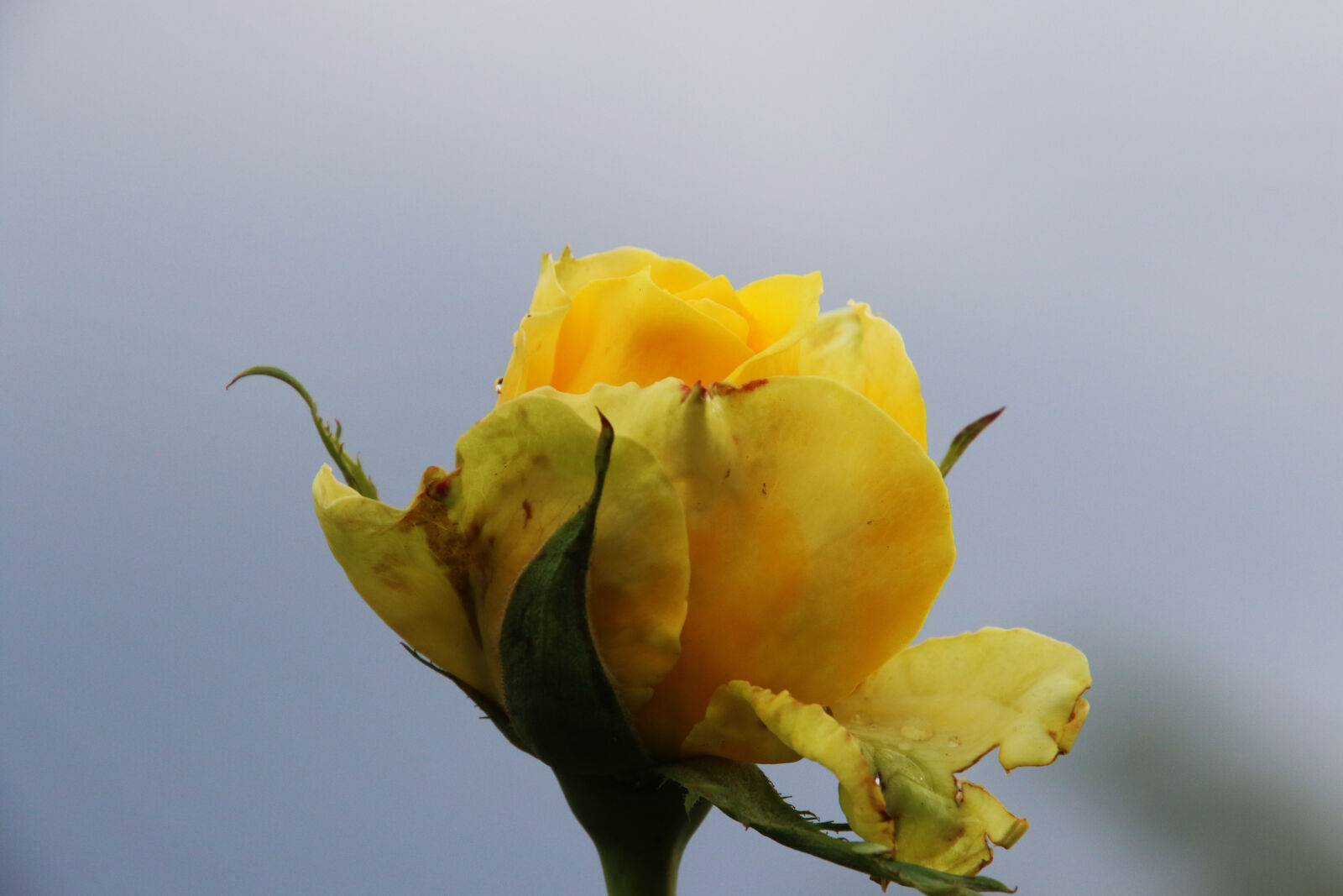 Canon EOS 7D Mark II sample photo. Flower, garden, grow, nature photography