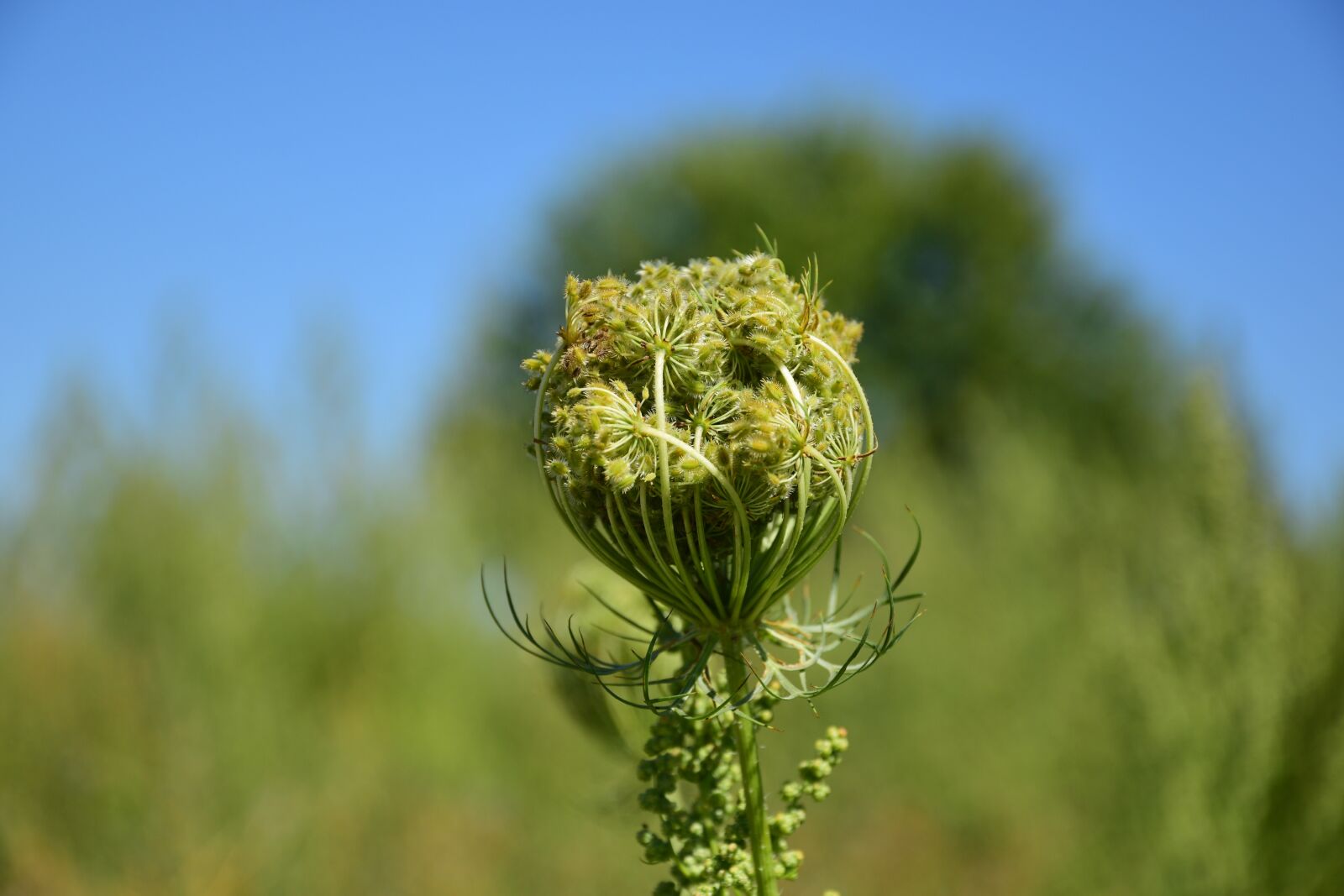 Nikon D3300 sample photo. Nice, nature, green photography