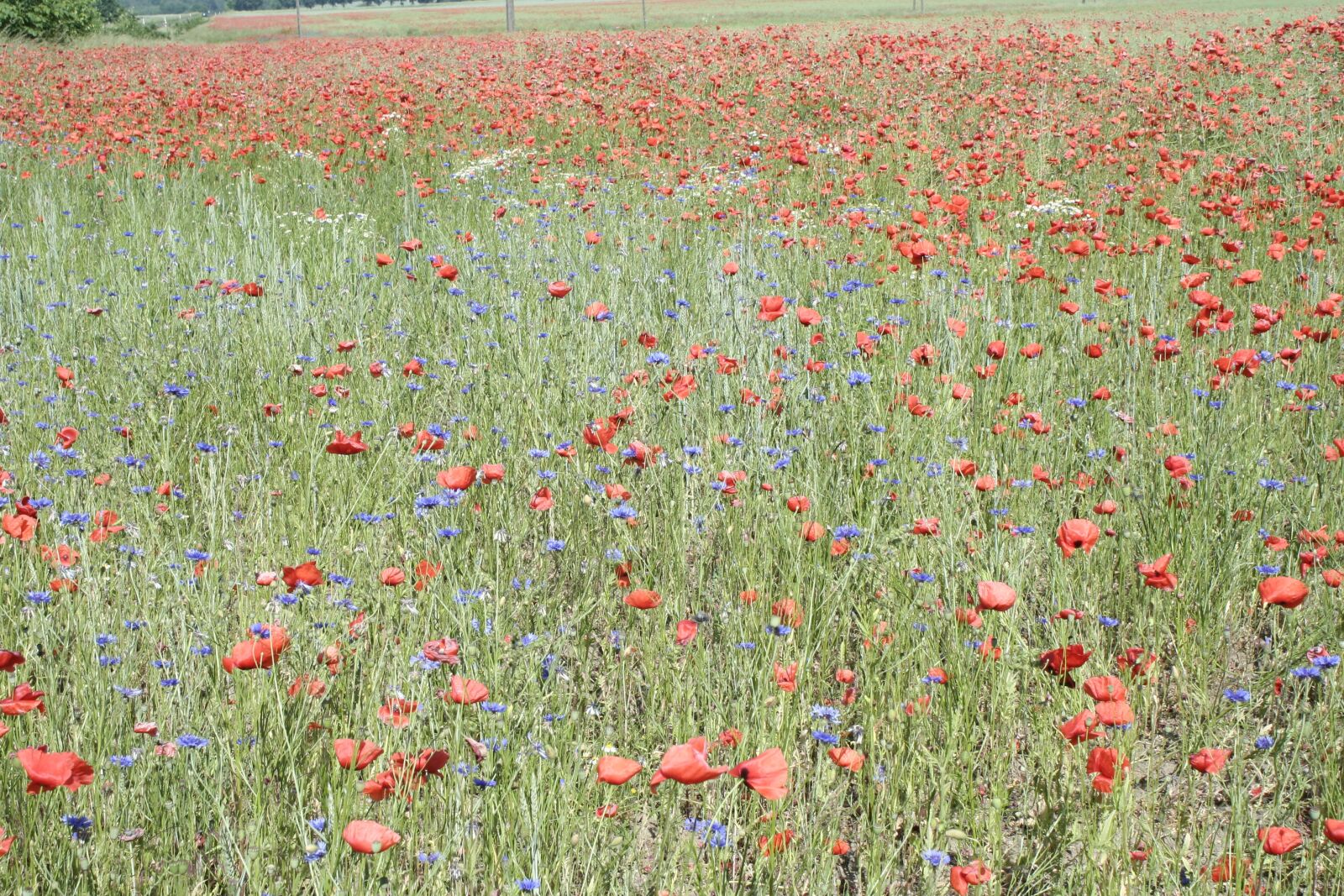 Canon EOS 350D (EOS Digital Rebel XT / EOS Kiss Digital N) sample photo. Poppy, field, meadow photography