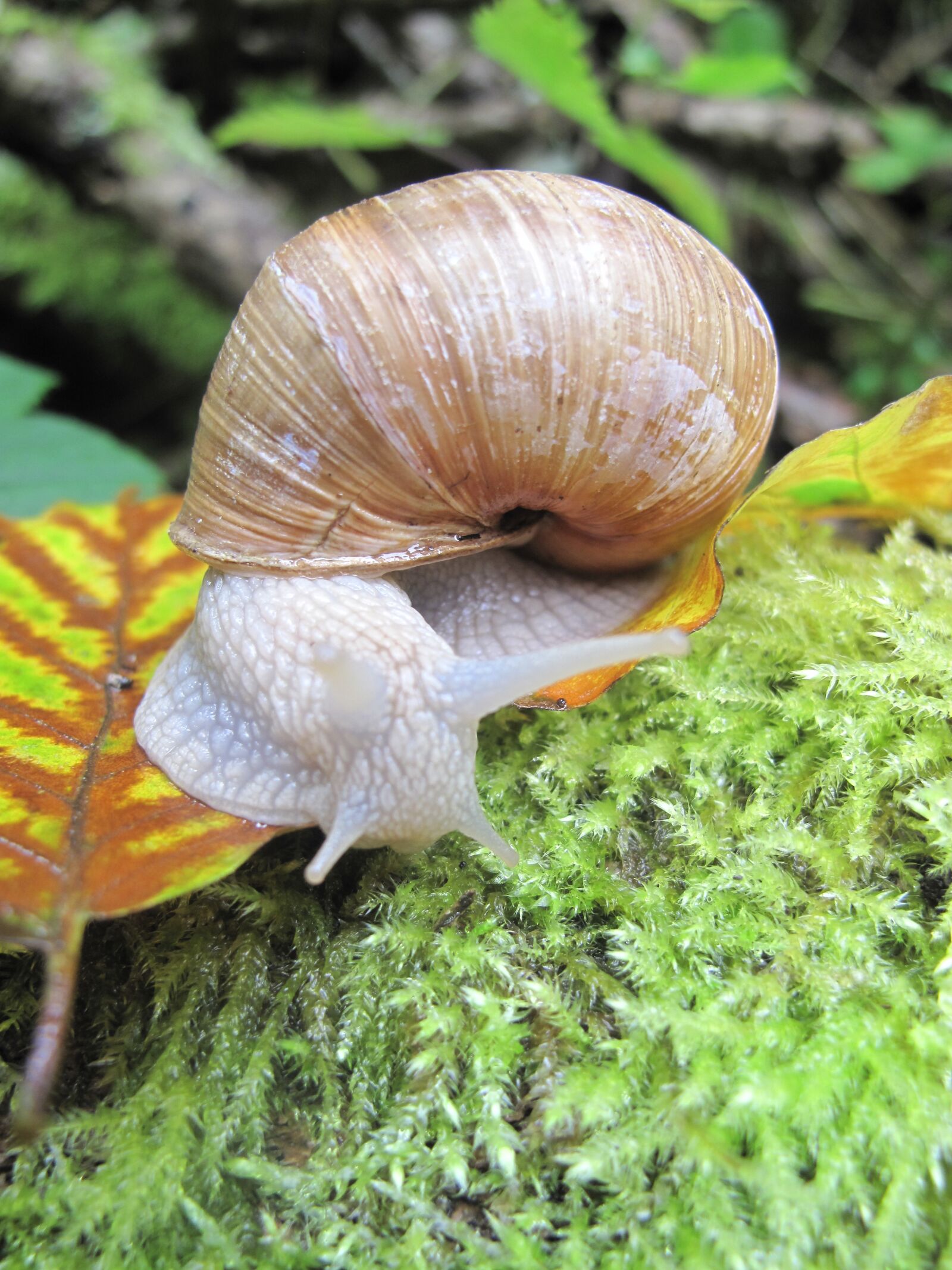 Canon PowerShot G10 sample photo. Snail, moss, shell photography