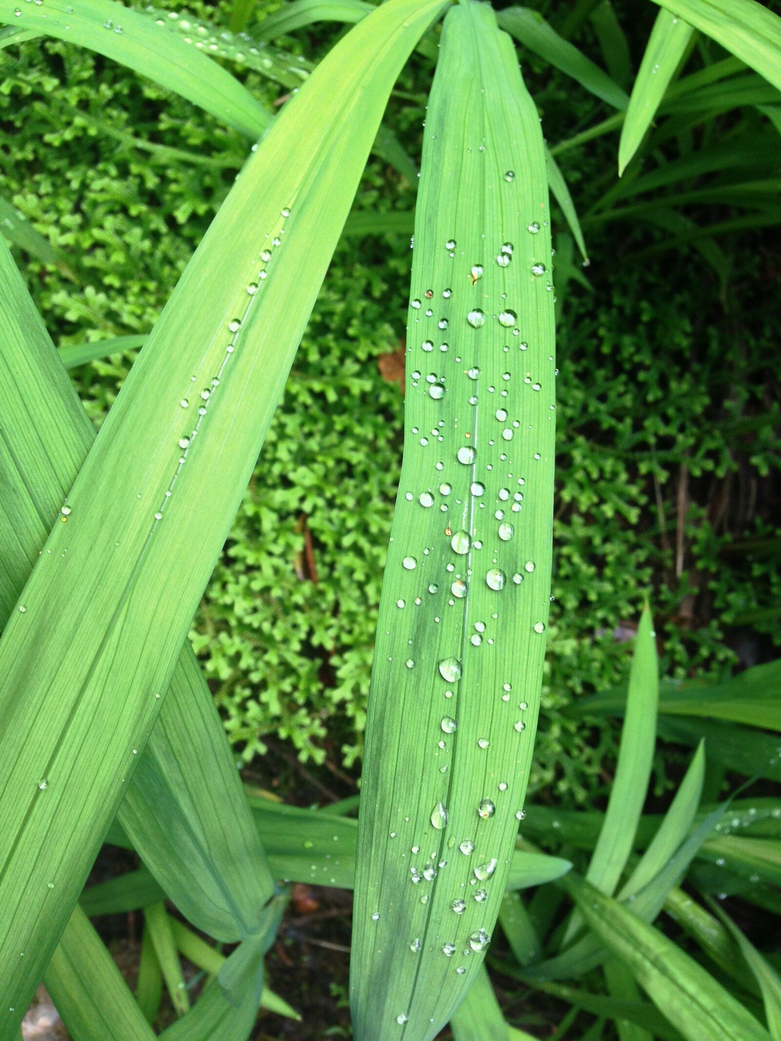 Apple iPhone 5 sample photo. Leaf, drip, green photography