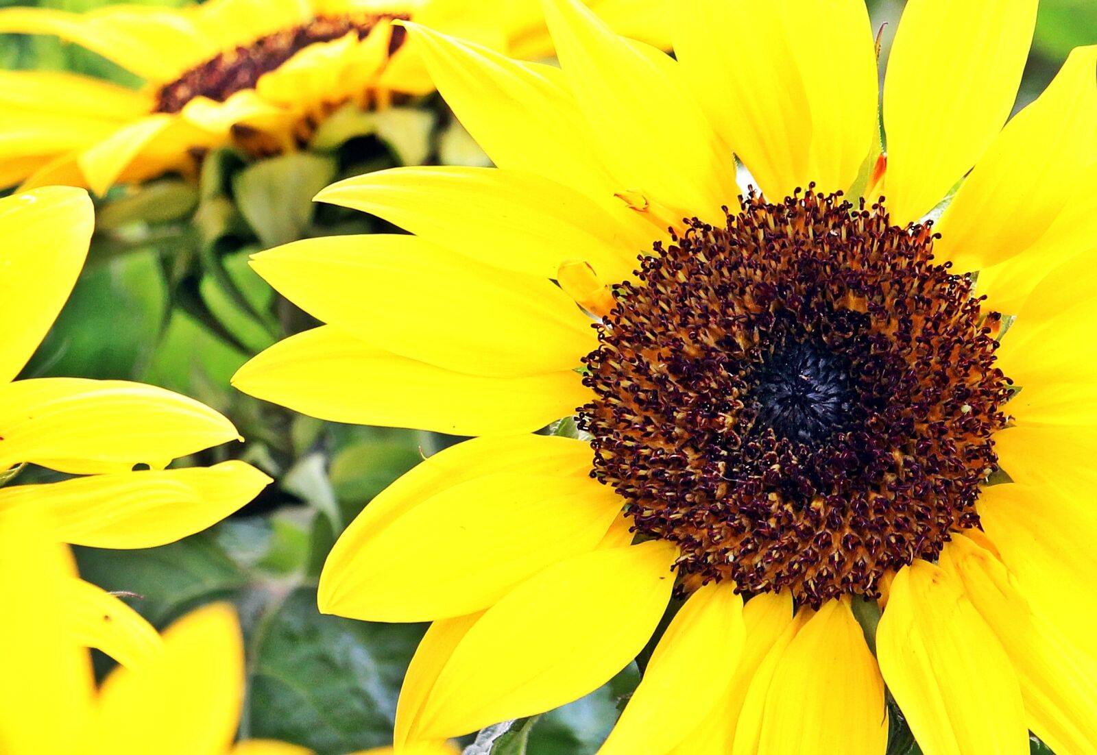Canon EOS 550D (EOS Rebel T2i / EOS Kiss X4) sample photo. Sunflower, flowers, summer photography