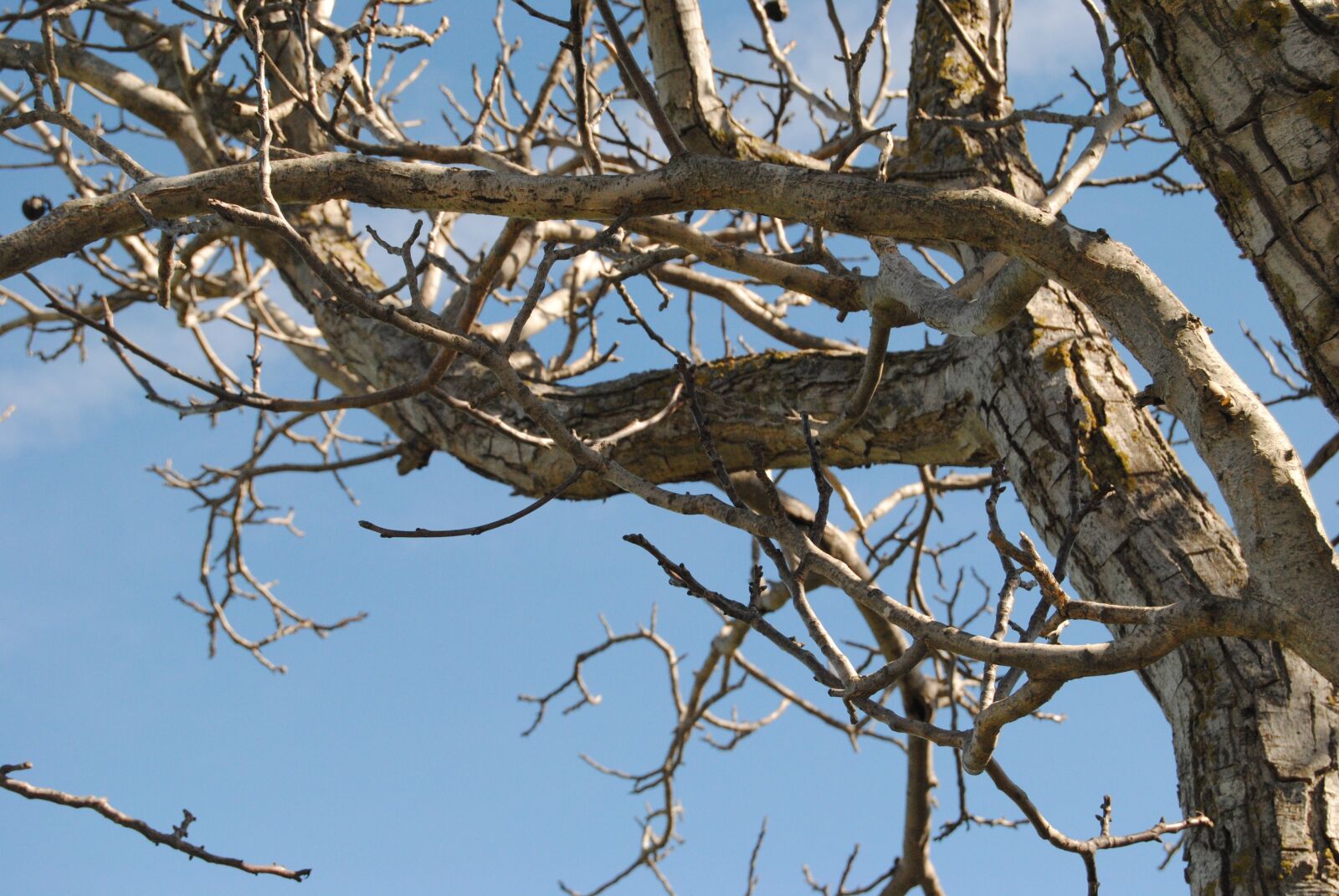Nikon D3000 sample photo. Tree, nature, trunk photography