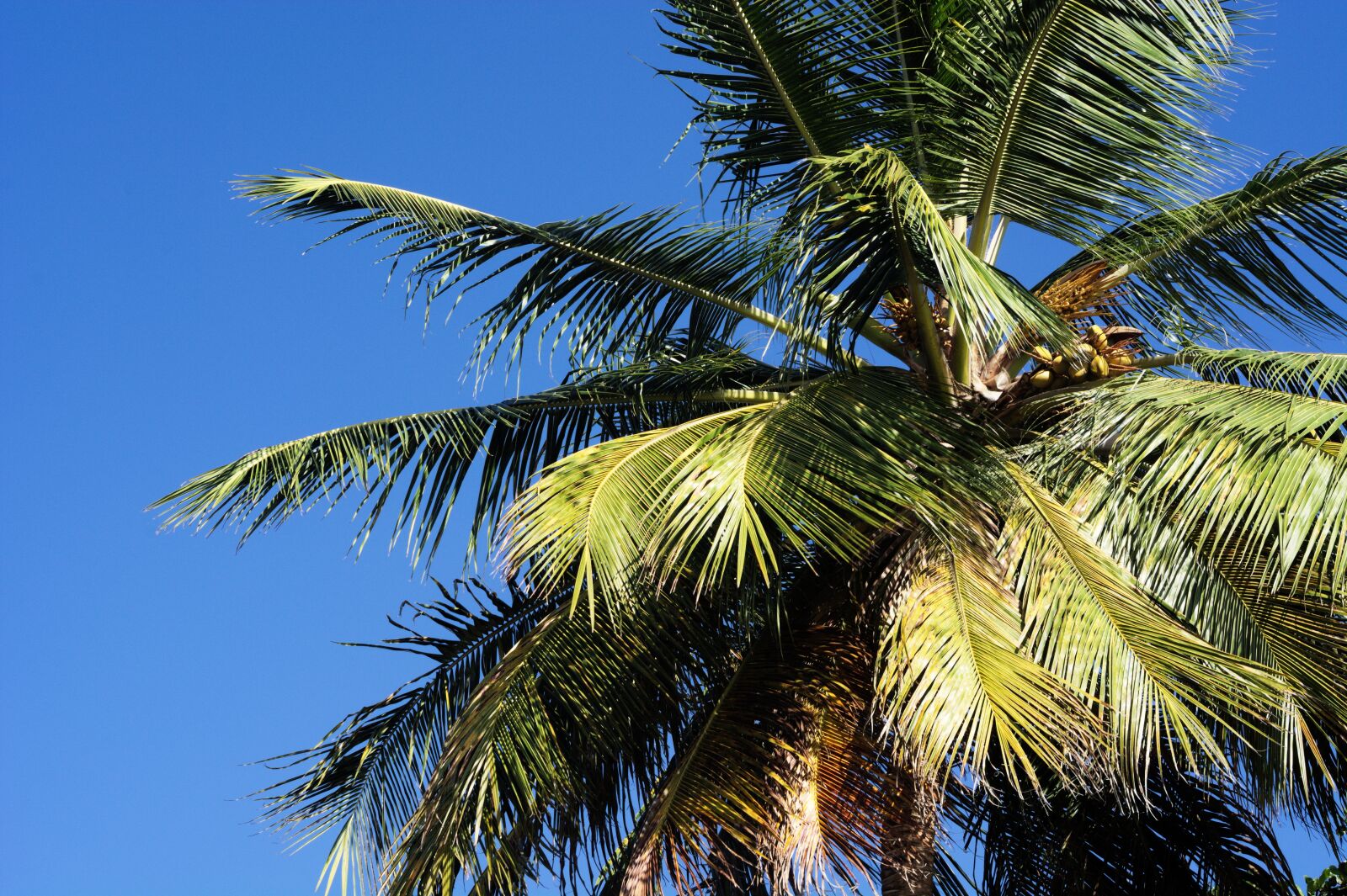 Nikon D7100 sample photo. Palm, blue, caribbean photography