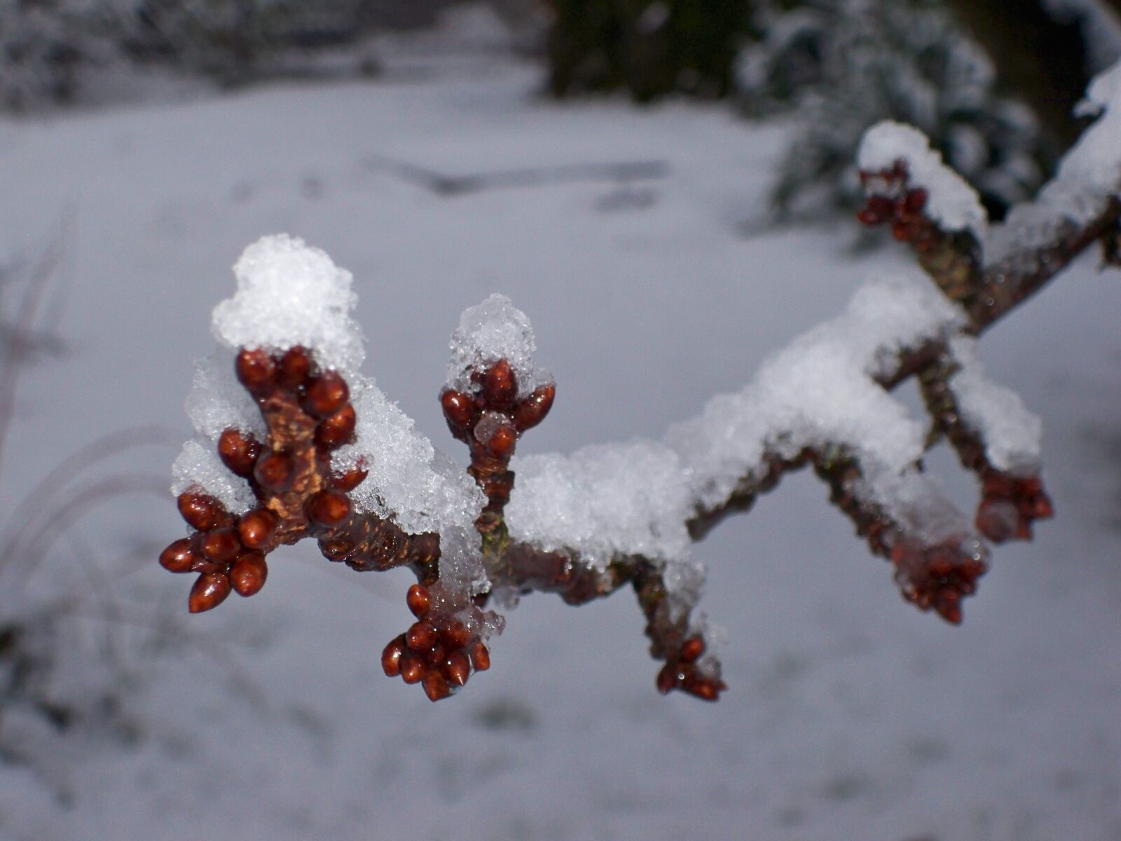 Kodak EasyShare M1033 sample photo. Landscape, winter, tree photography