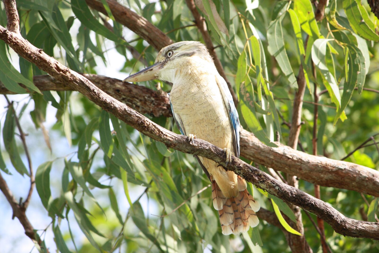 Canon EOS 1000D (EOS Digital Rebel XS / EOS Kiss F) sample photo. Kookaburra, bird, australia photography