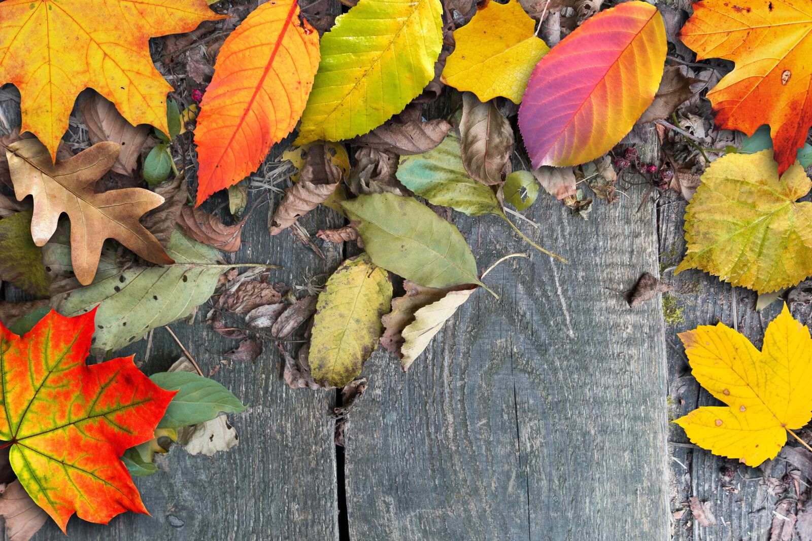 Sony Cyber-shot DSC-RX100 III sample photo. Autumn, leaves, colorful photography