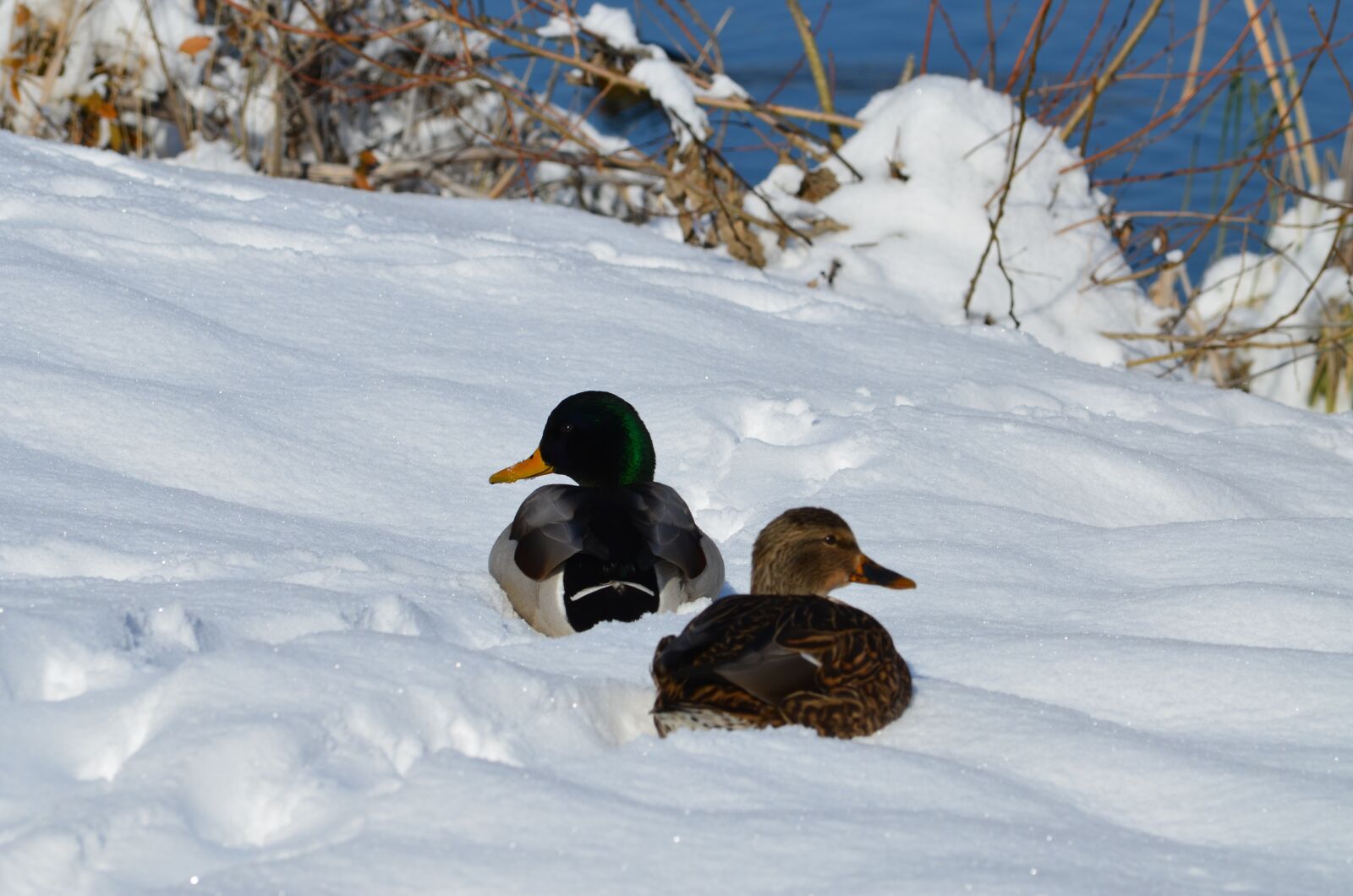 Nikon D5100 sample photo. Mallards, snow, winter photography
