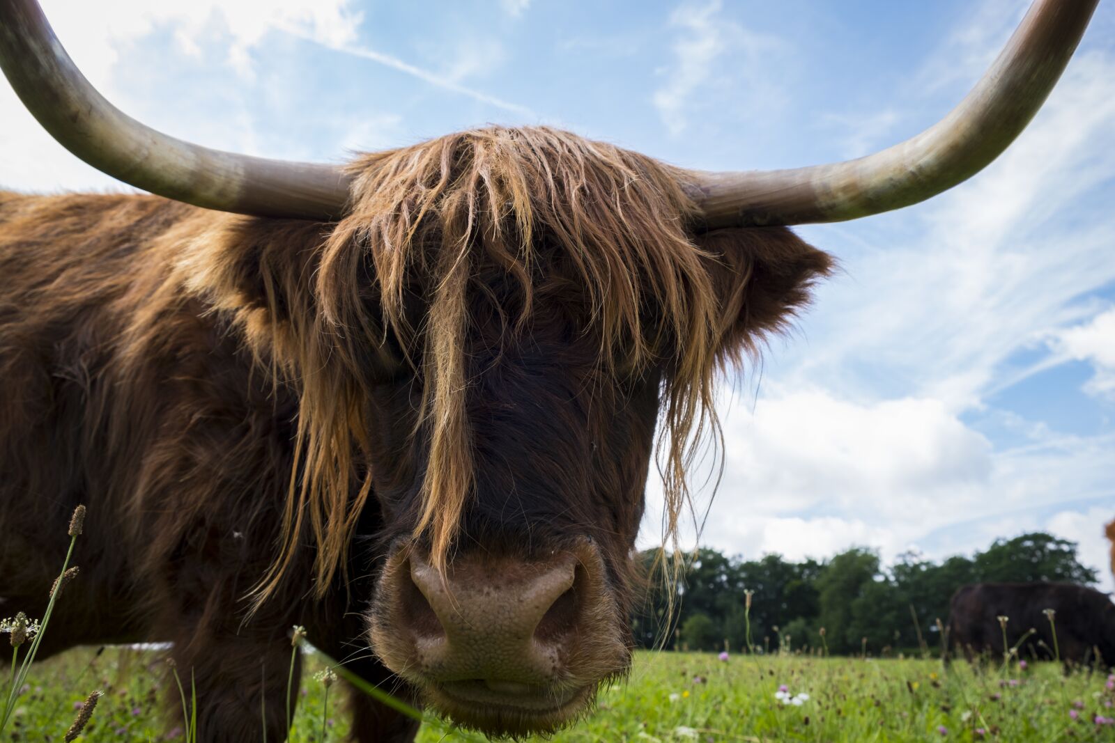 Fujifilm XF 18-55mm F2.8-4 R LM OIS sample photo. Beef, cow, animal photography