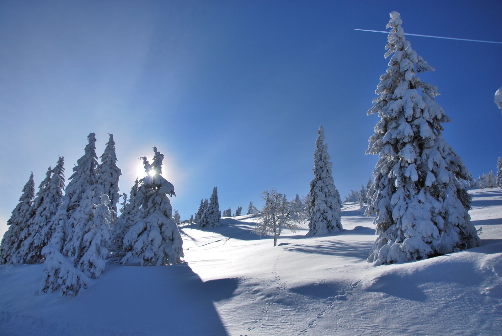 Nikon D60 sample photo. Snow, sky, tree photography