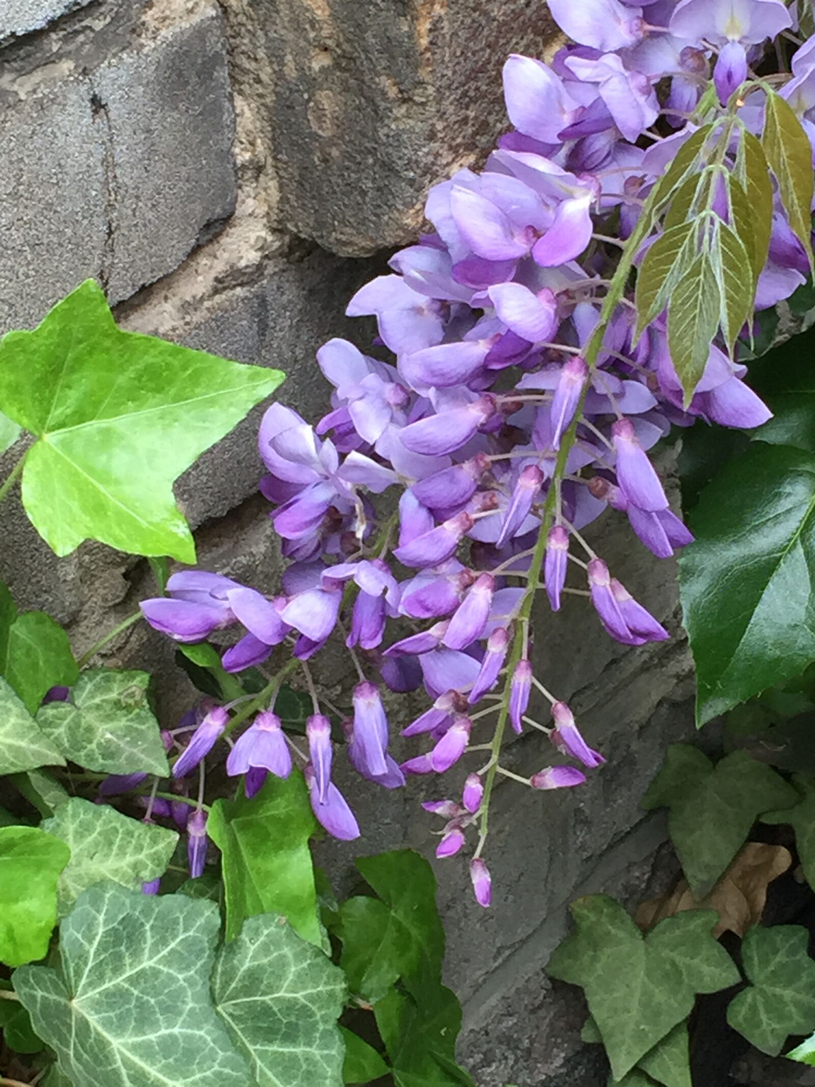 Apple iPhone 6 sample photo
