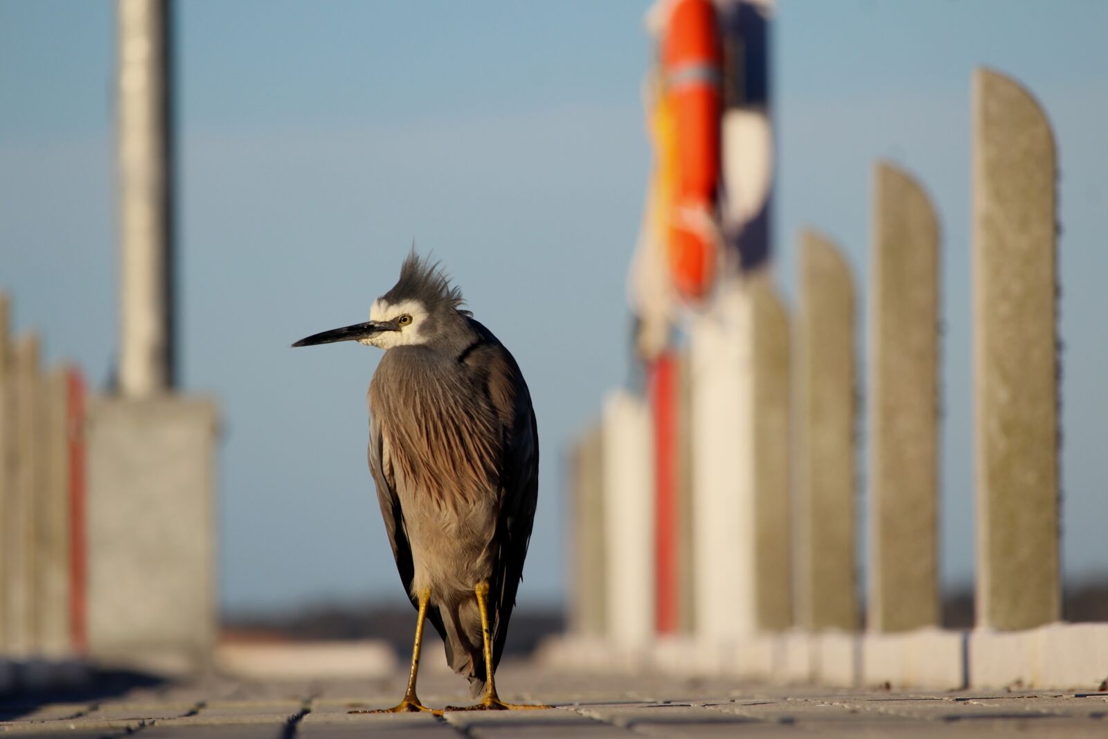 Canon EF-S 55-250mm F4-5.6 IS STM sample photo. Bird, heron, blue photography