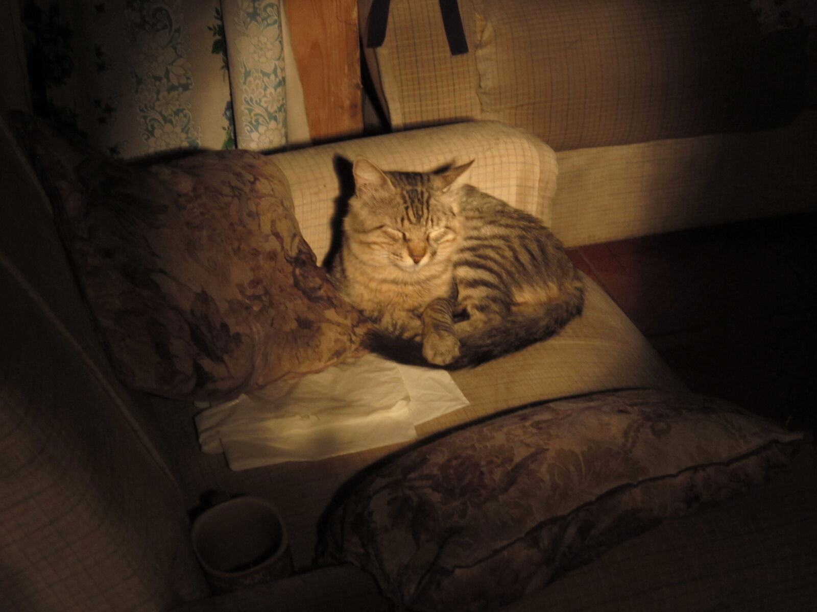 Canon PowerShot A3200 IS sample photo. Cat, couch, shadows photography