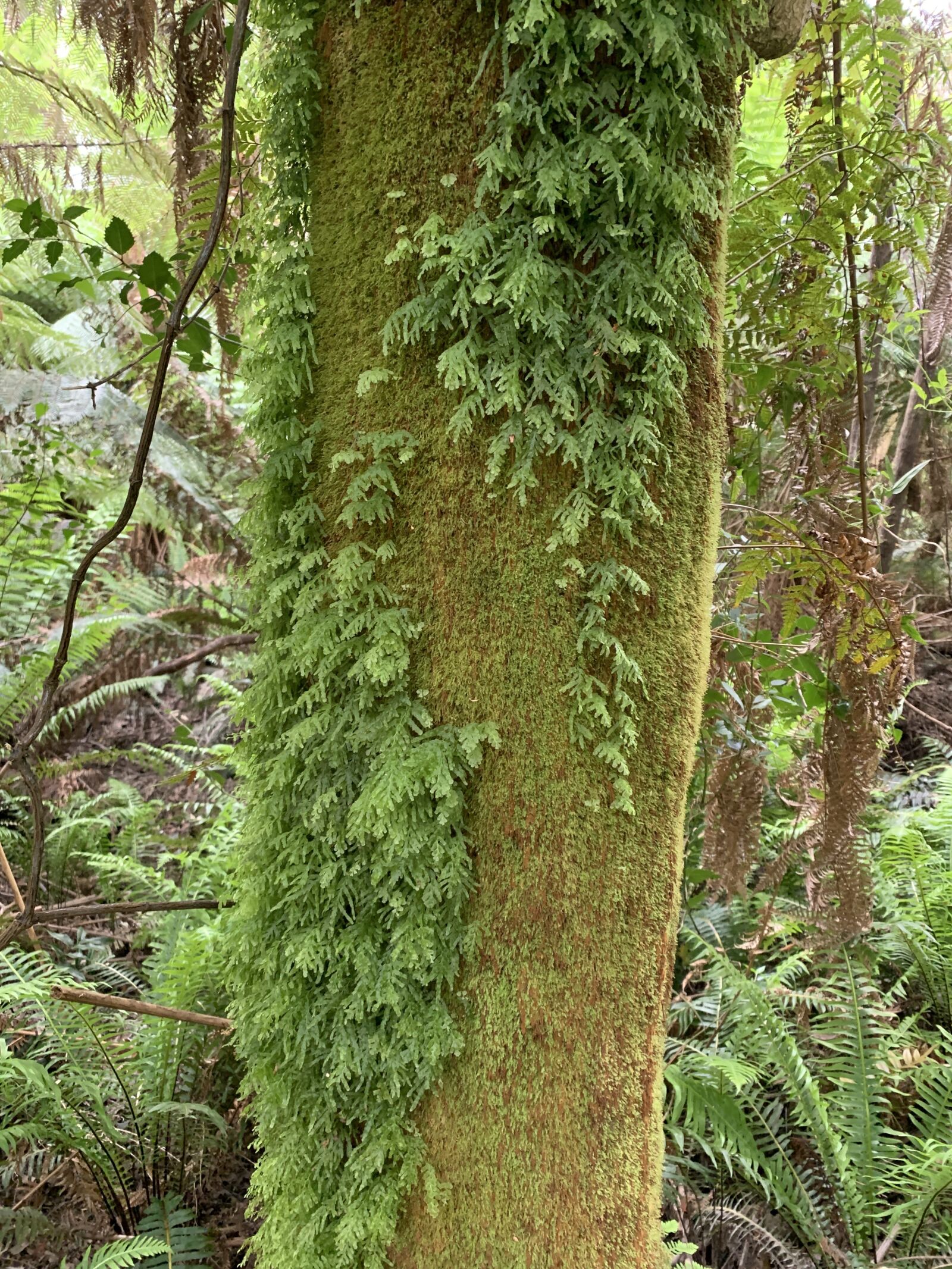 iPhone XS back dual camera 4.25mm f/1.8 sample photo. Moss, forest, autumn photography