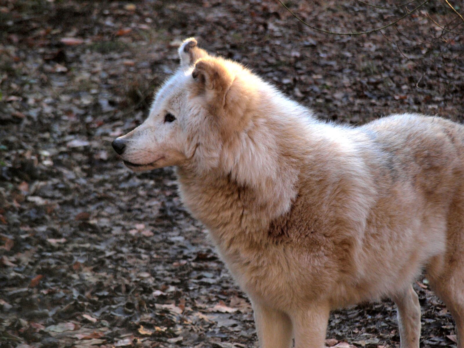 Olympus E-420 (EVOLT E-420) sample photo. Mammal, animal, nature photography