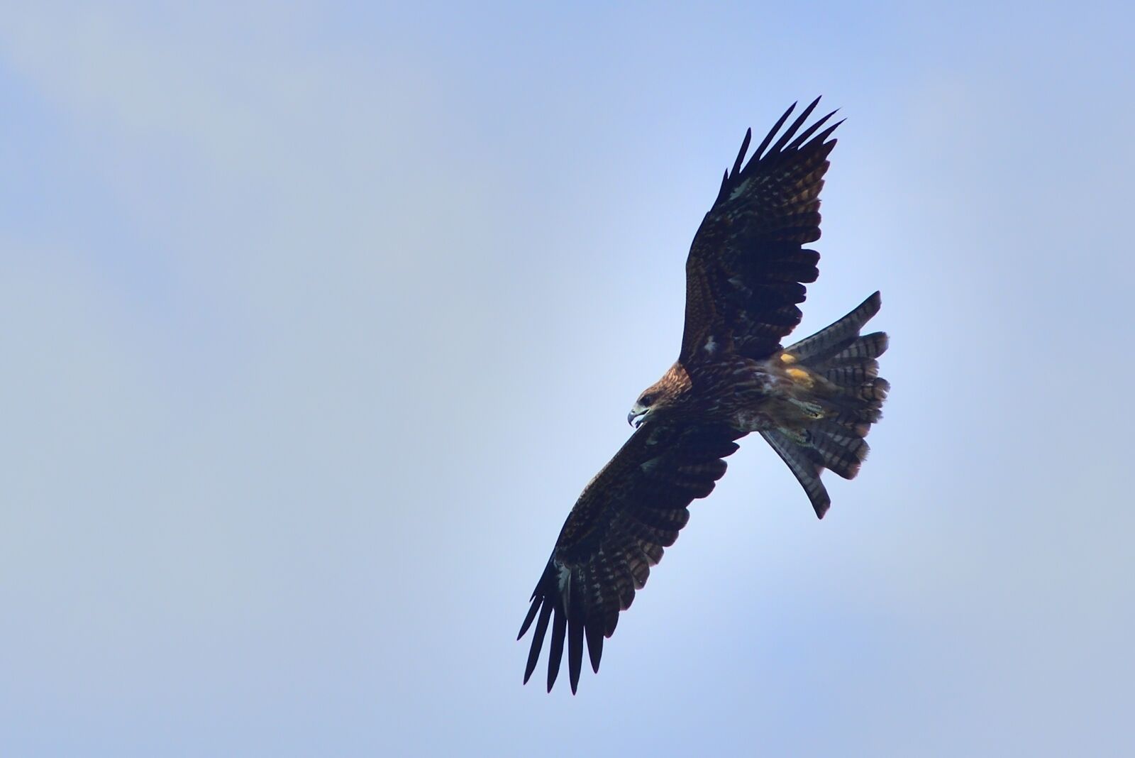 Nikon D750 sample photo. Bird, wildlife, bird of photography