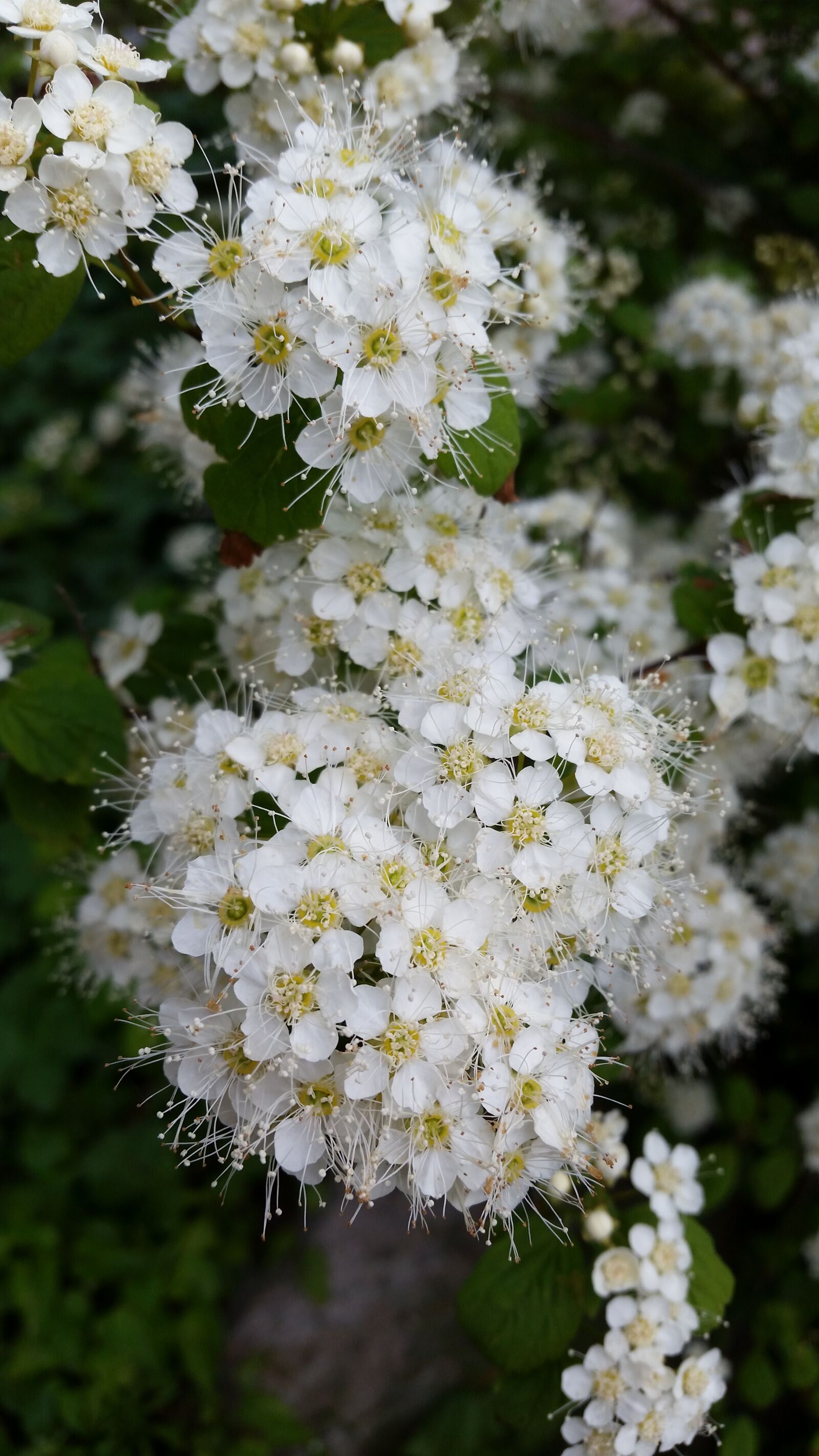 Samsung Galaxy S5 sample photo. Tree, flower, white photography