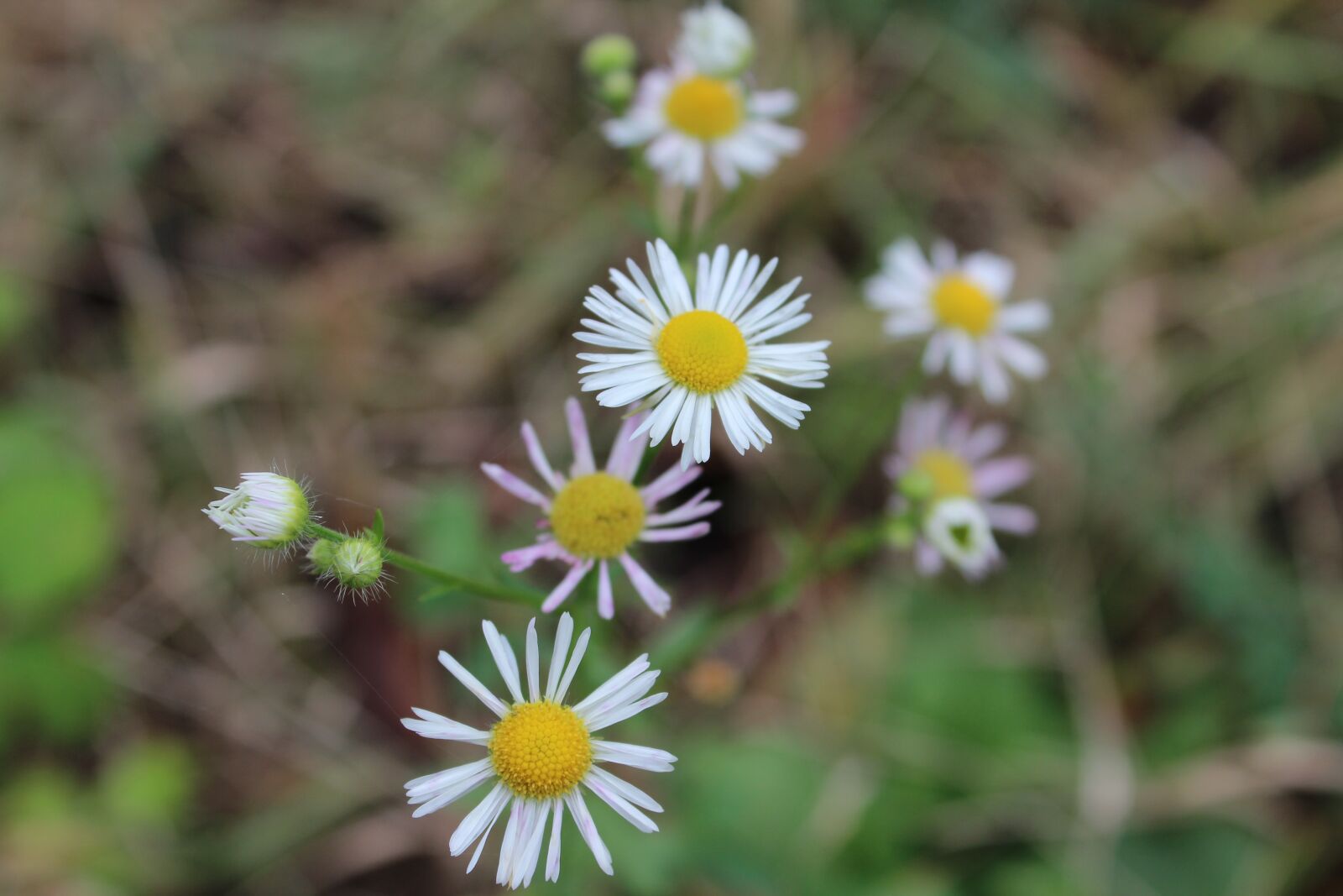 Canon EOS 600D (Rebel EOS T3i / EOS Kiss X5) sample photo. Flowers, nature, garden photography