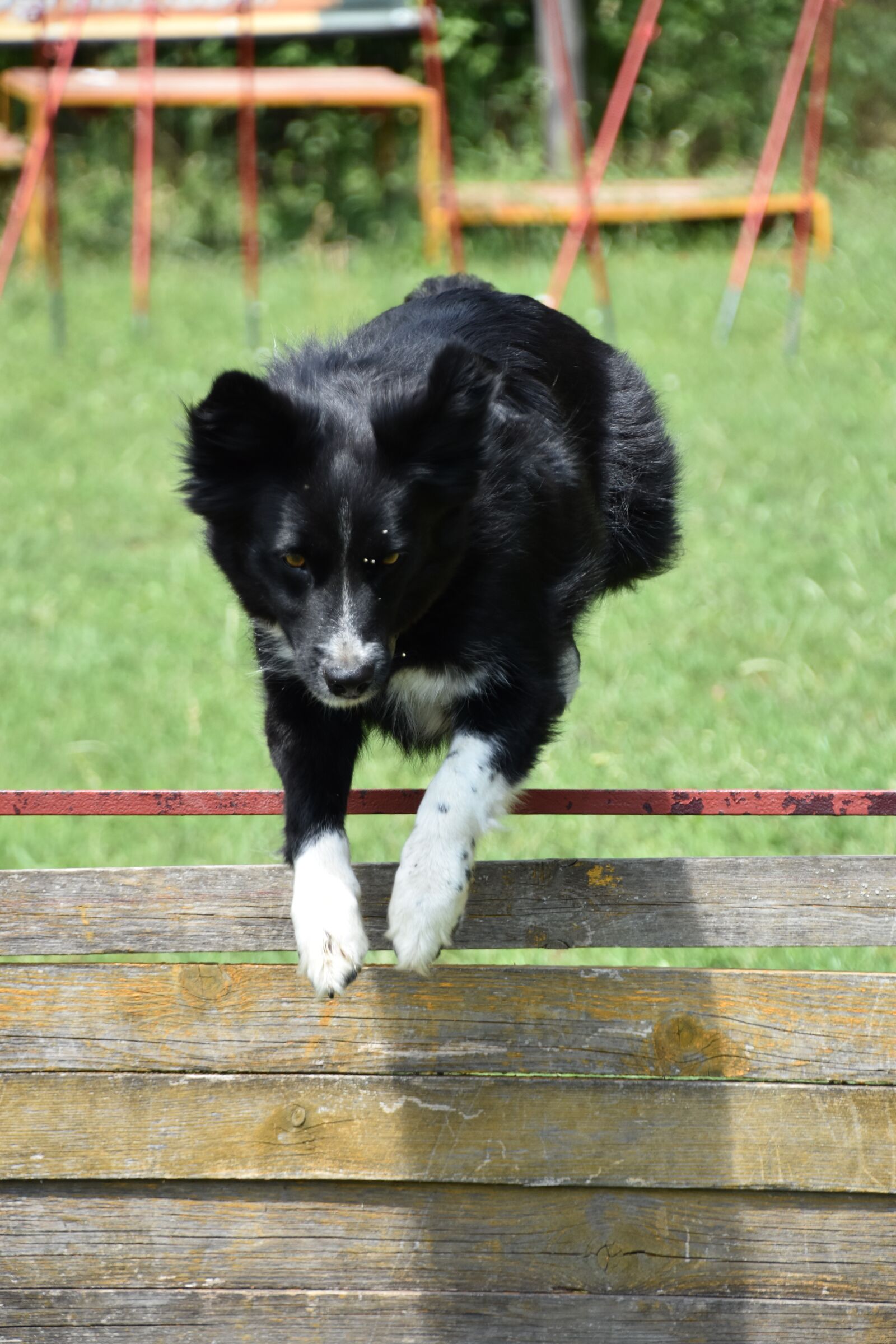 Nikon D7200 sample photo. Dog, training, kaja photography