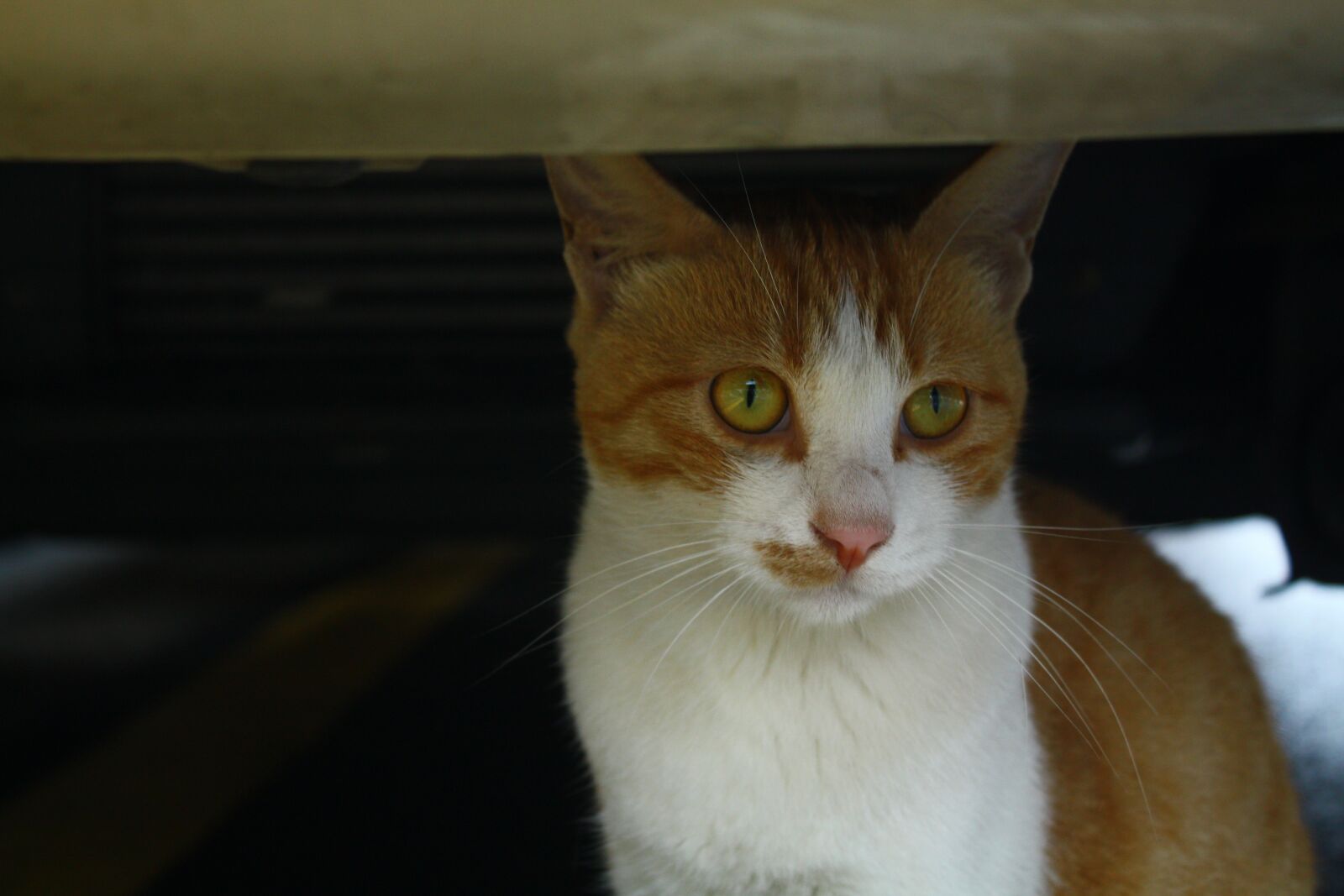 Canon EOS 450D (EOS Rebel XSi / EOS Kiss X2) sample photo. Cat, animal, the cat photography
