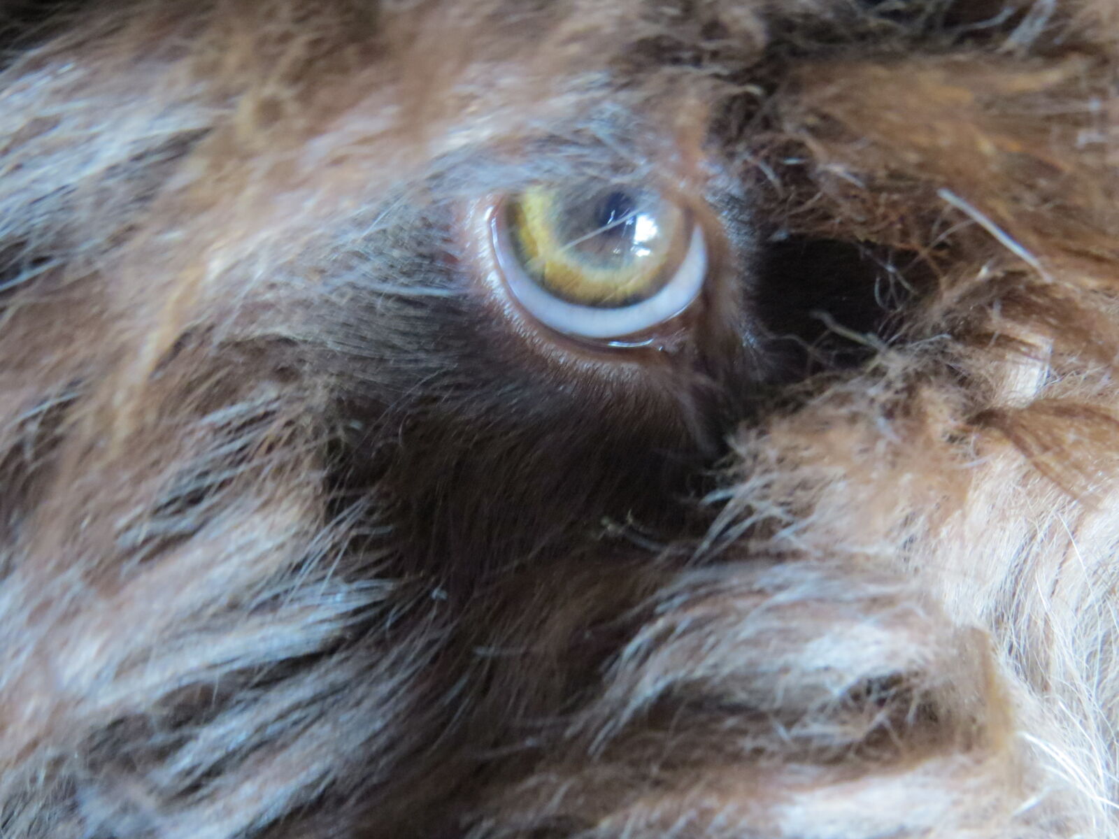 Canon PowerShot SX50 HS sample photo. Big, eyes, coffee, dog photography