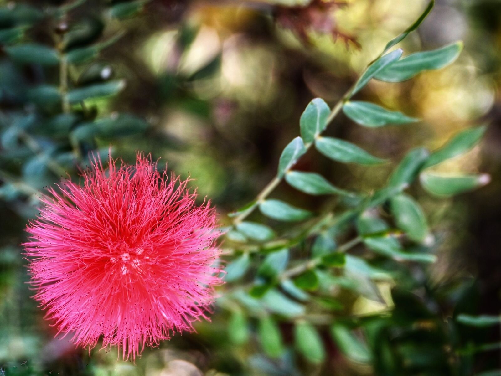 Nikon Z6 sample photo. Calliandra, flower, fluffy photography