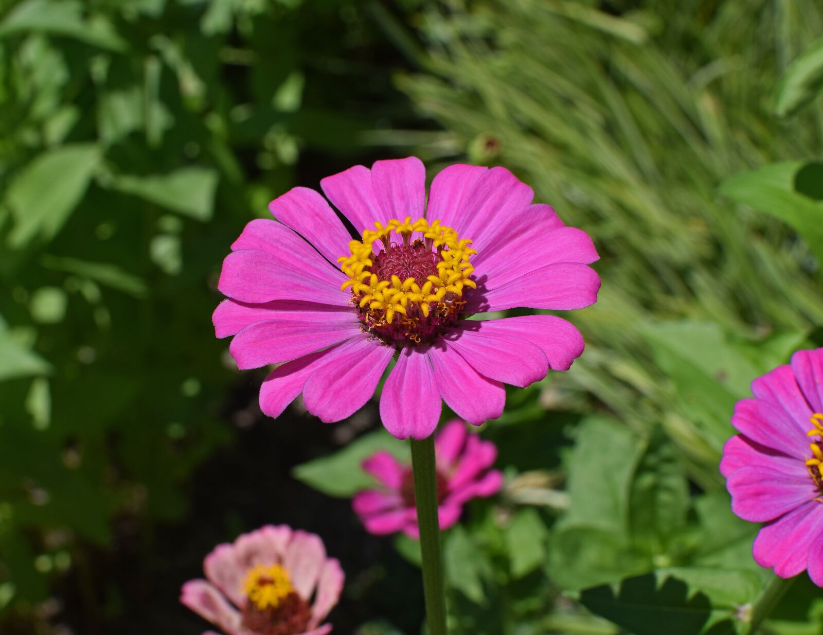 Nikon D3300 sample photo. Hot pink zinnia, flower photography