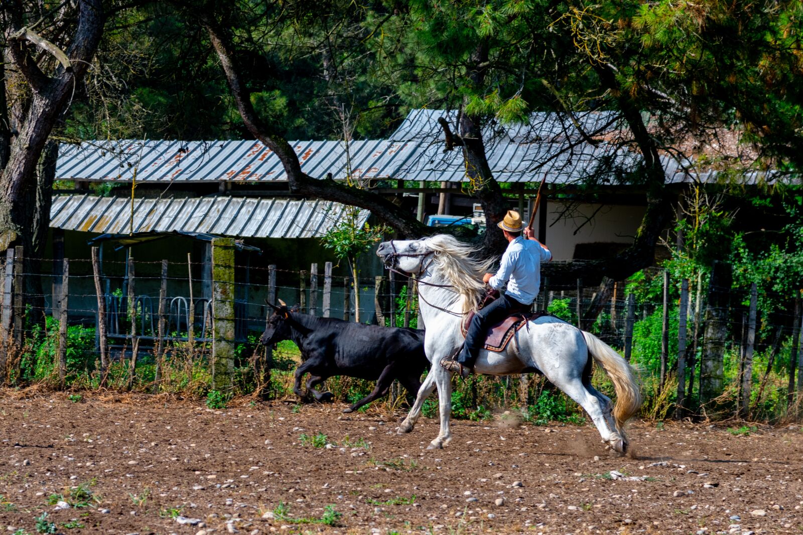 Nikon D850 sample photo. Manade du rh ne photography