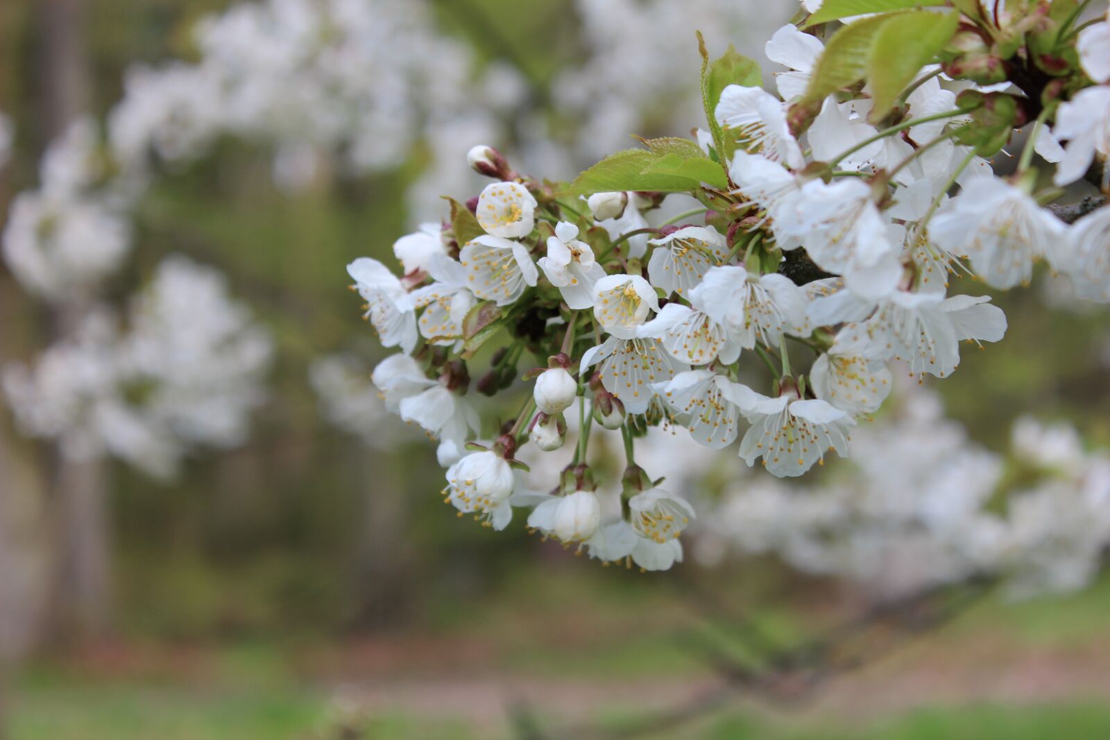 Canon EOS 600D (Rebel EOS T3i / EOS Kiss X5) sample photo. Blossom, bloom, branch photography