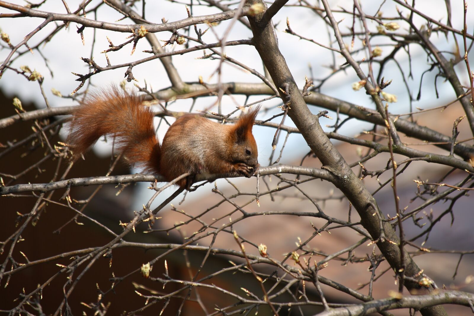Canon EOS 1000D (EOS Digital Rebel XS / EOS Kiss F) sample photo. Nature, squirrel, nibbles photography