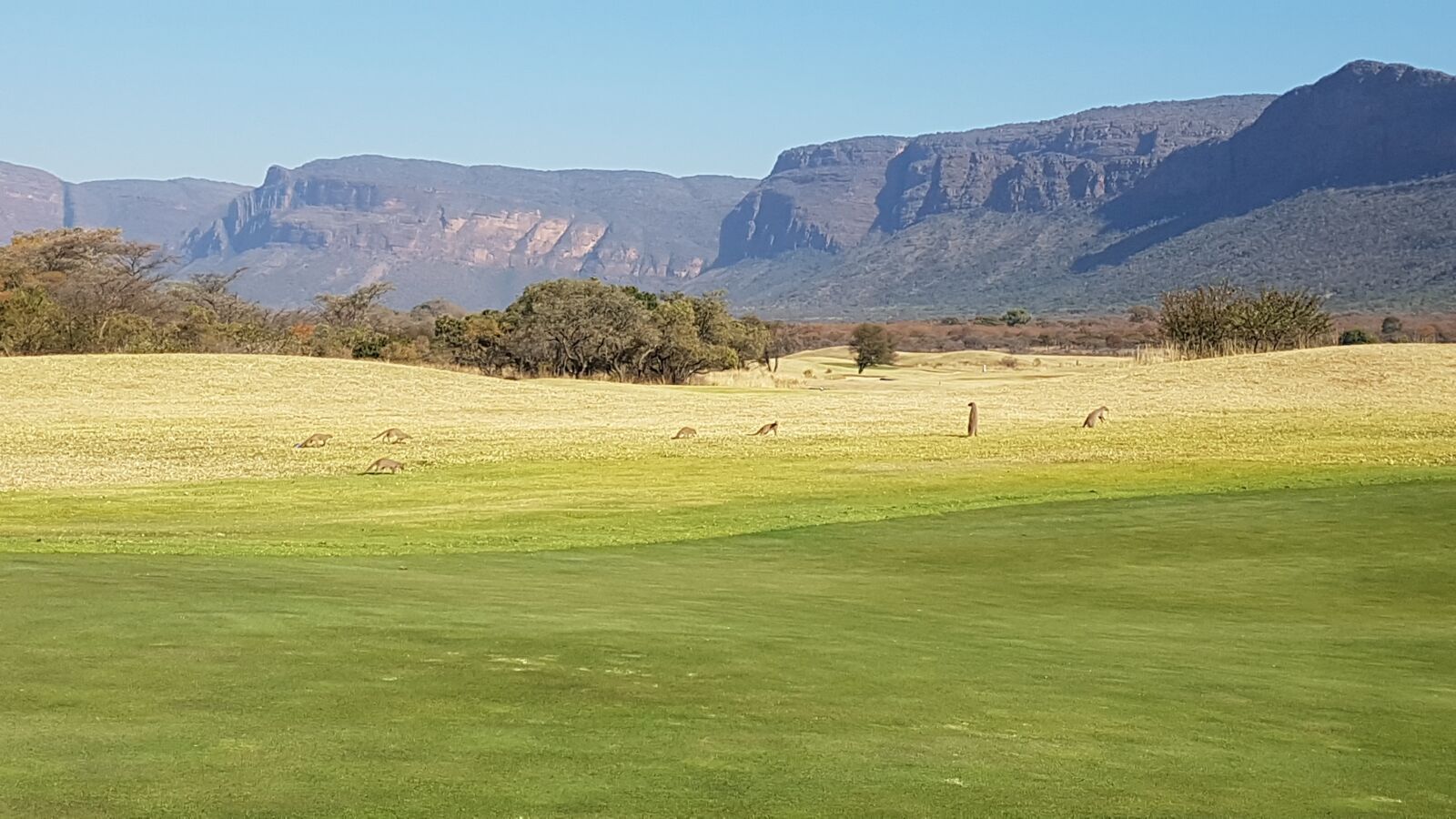 Samsung Galaxy S7 sample photo. Africa, south africa, mongooses photography