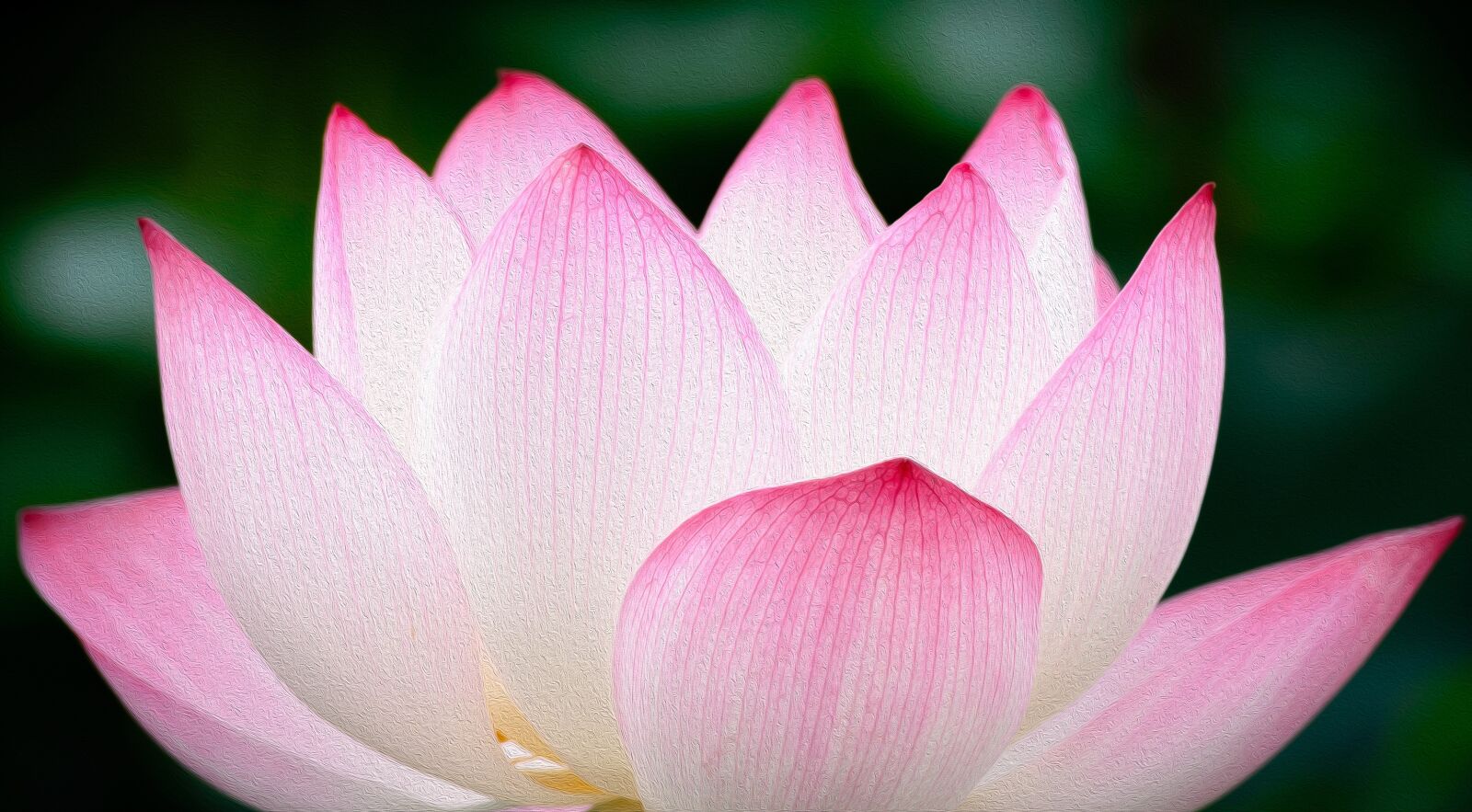 Nikon D610 sample photo. Lotus, flower, pink photography