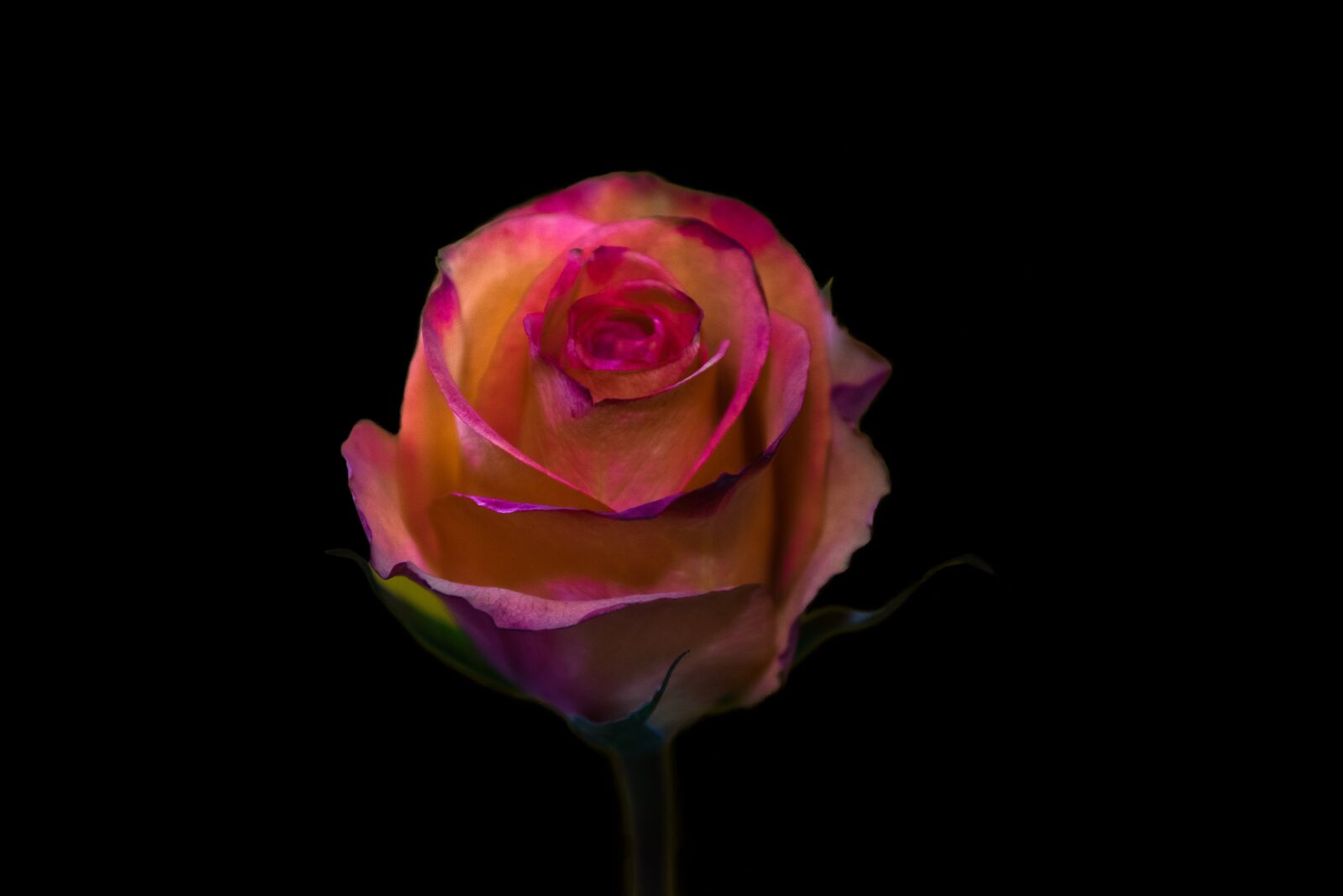 Nikon D5300 sample photo. Flower, rose, petal photography