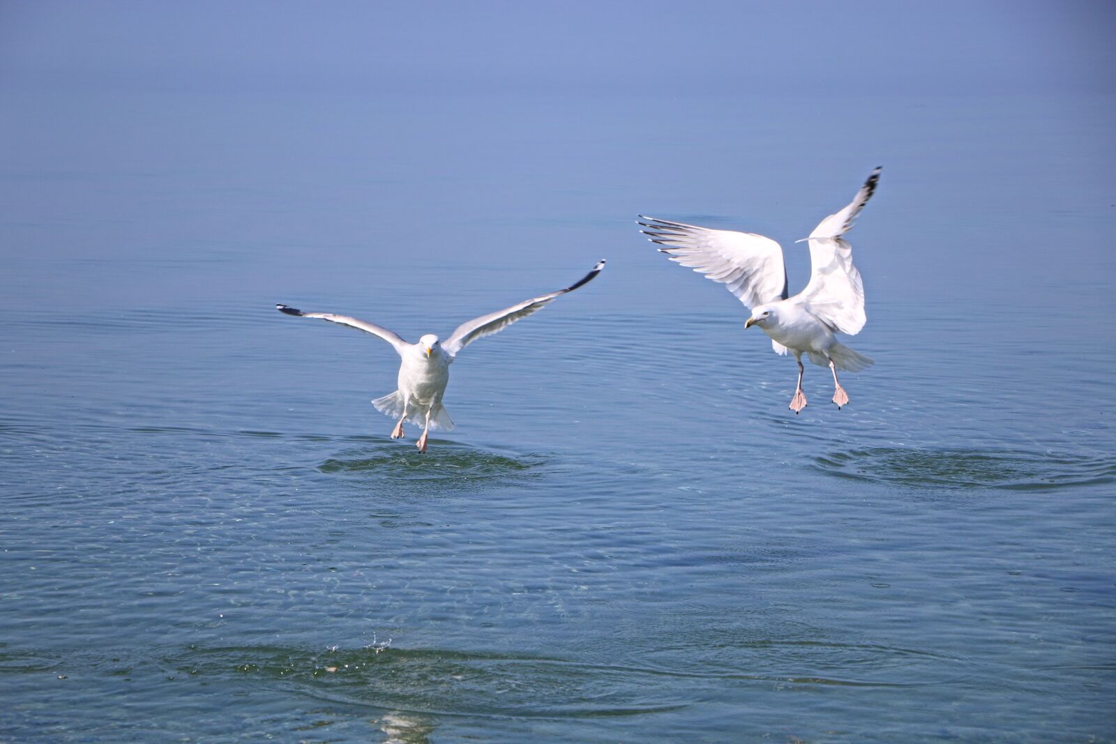 Canon EOS 70D sample photo. Gulls, seagull, bird photography