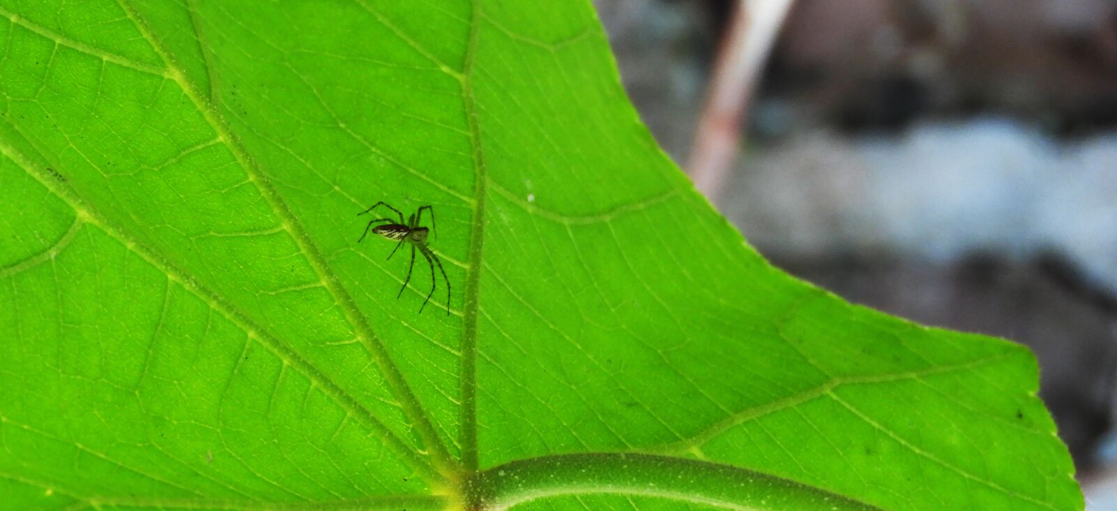 Nikon Coolpix B700 sample photo. Garden, leaf, insect photography