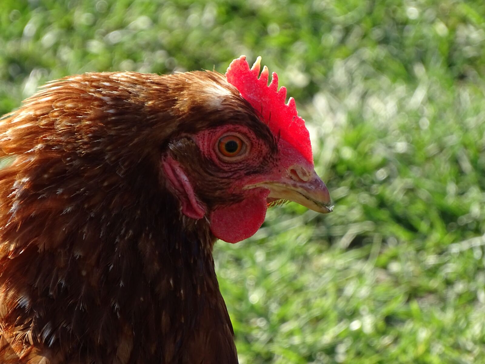 Sony Cyber-shot DSC-HX400V sample photo. Hen, fowl, bird photography