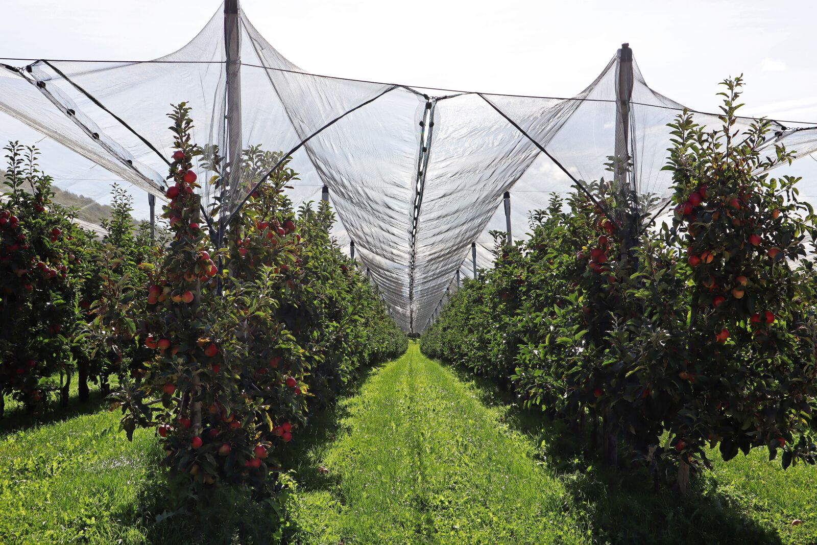 Canon EF-M 15-45mm F3.5-6.3 IS STM sample photo. Apple, plantation, apple trees photography