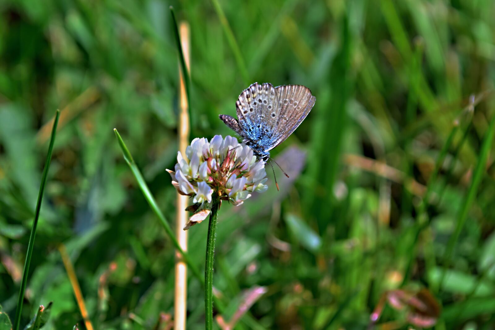 Nikon D5300 sample photo. Field bloom, meadow flowers photography