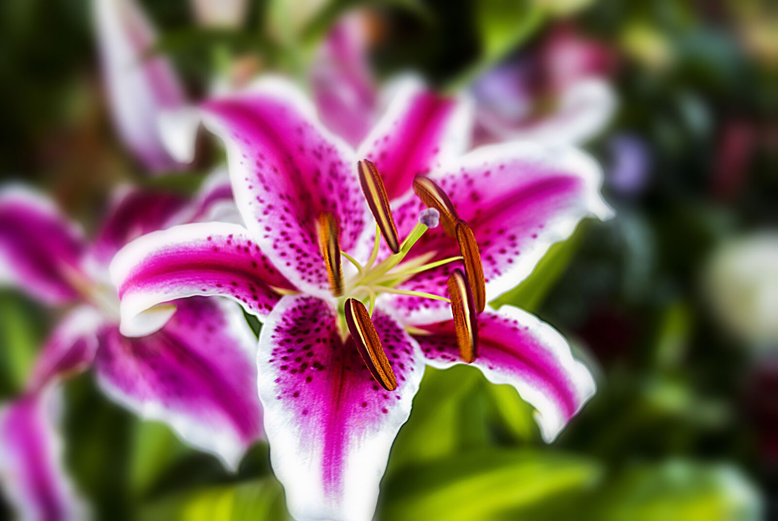 Nikon D60 sample photo. Flower, nature, romantic photography