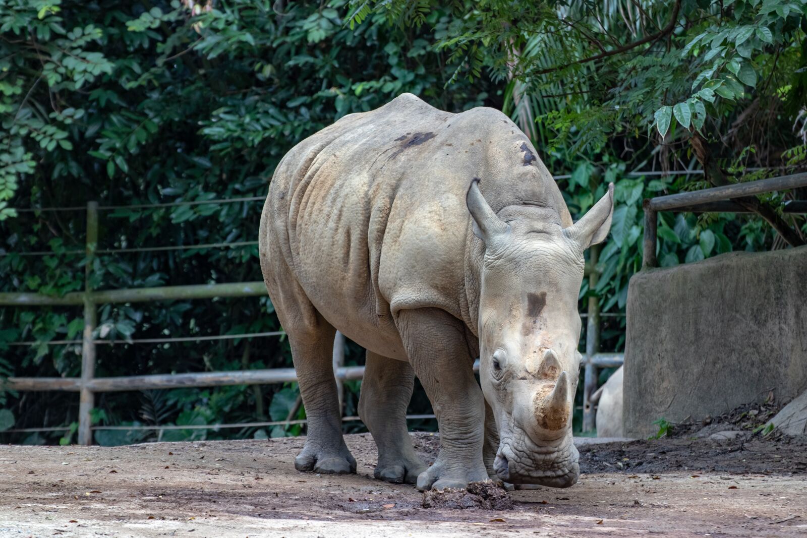 Canon EOS 800D (EOS Rebel T7i / EOS Kiss X9i) sample photo. Rhino, animal, africa photography