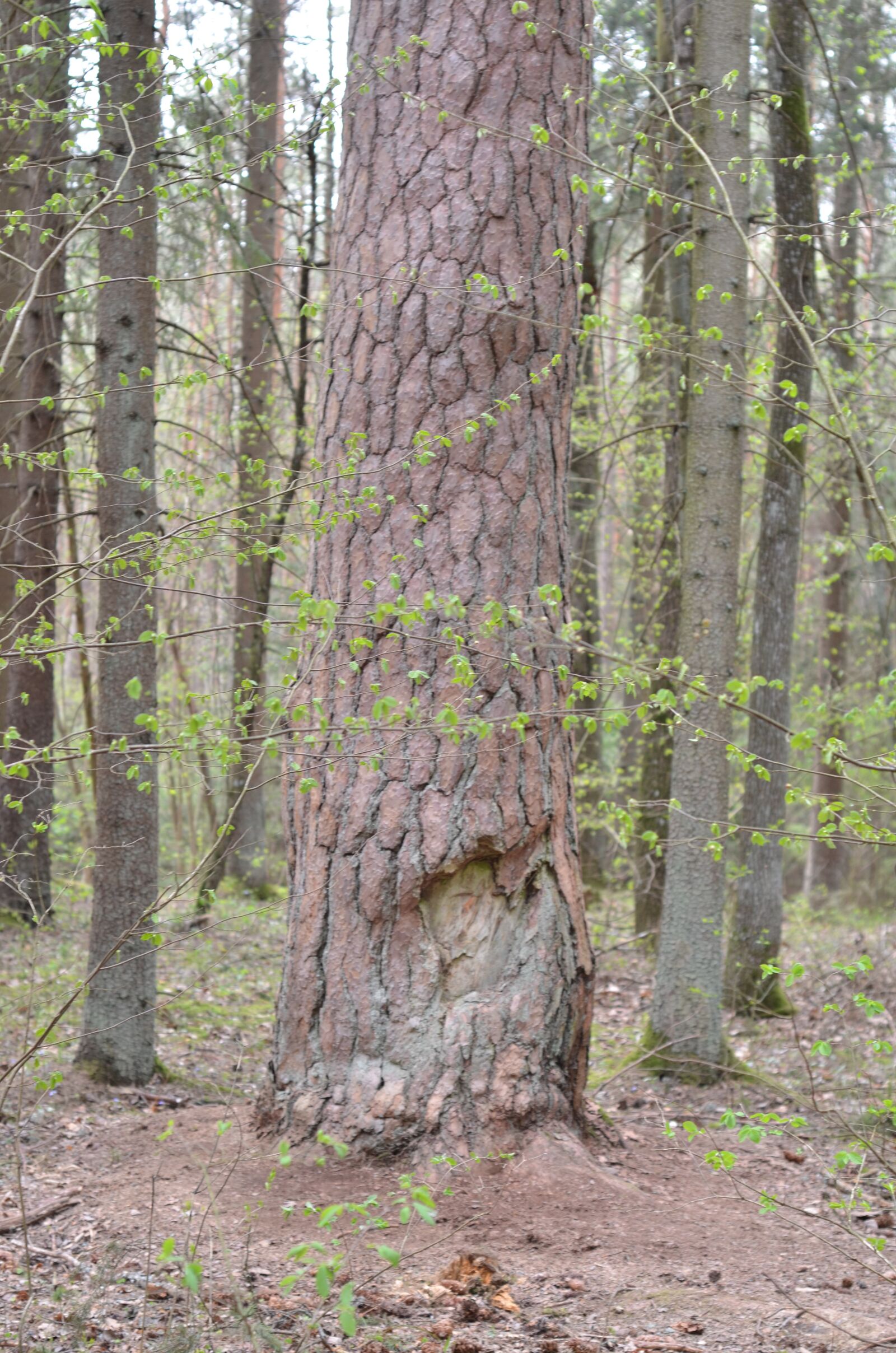 Nikon D7000 sample photo. Forest, lithuania, nature photography
