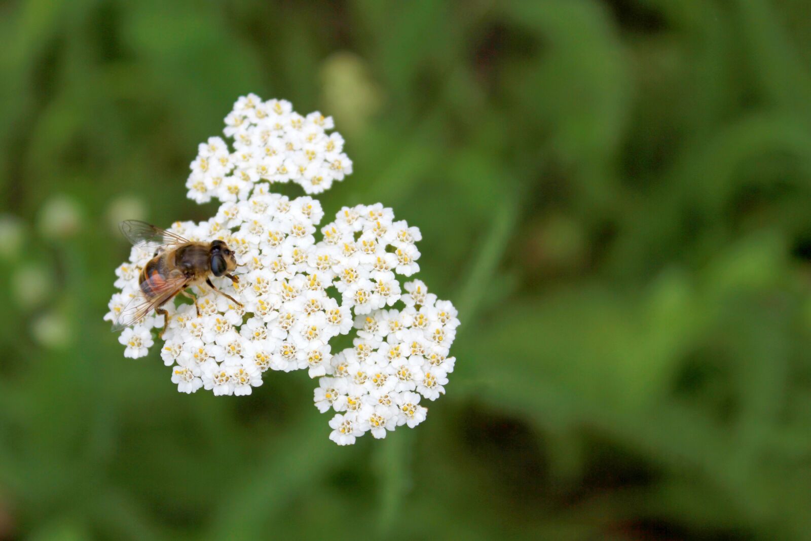 Canon EOS 550D (EOS Rebel T2i / EOS Kiss X4) sample photo. Bee, flower, nature photography